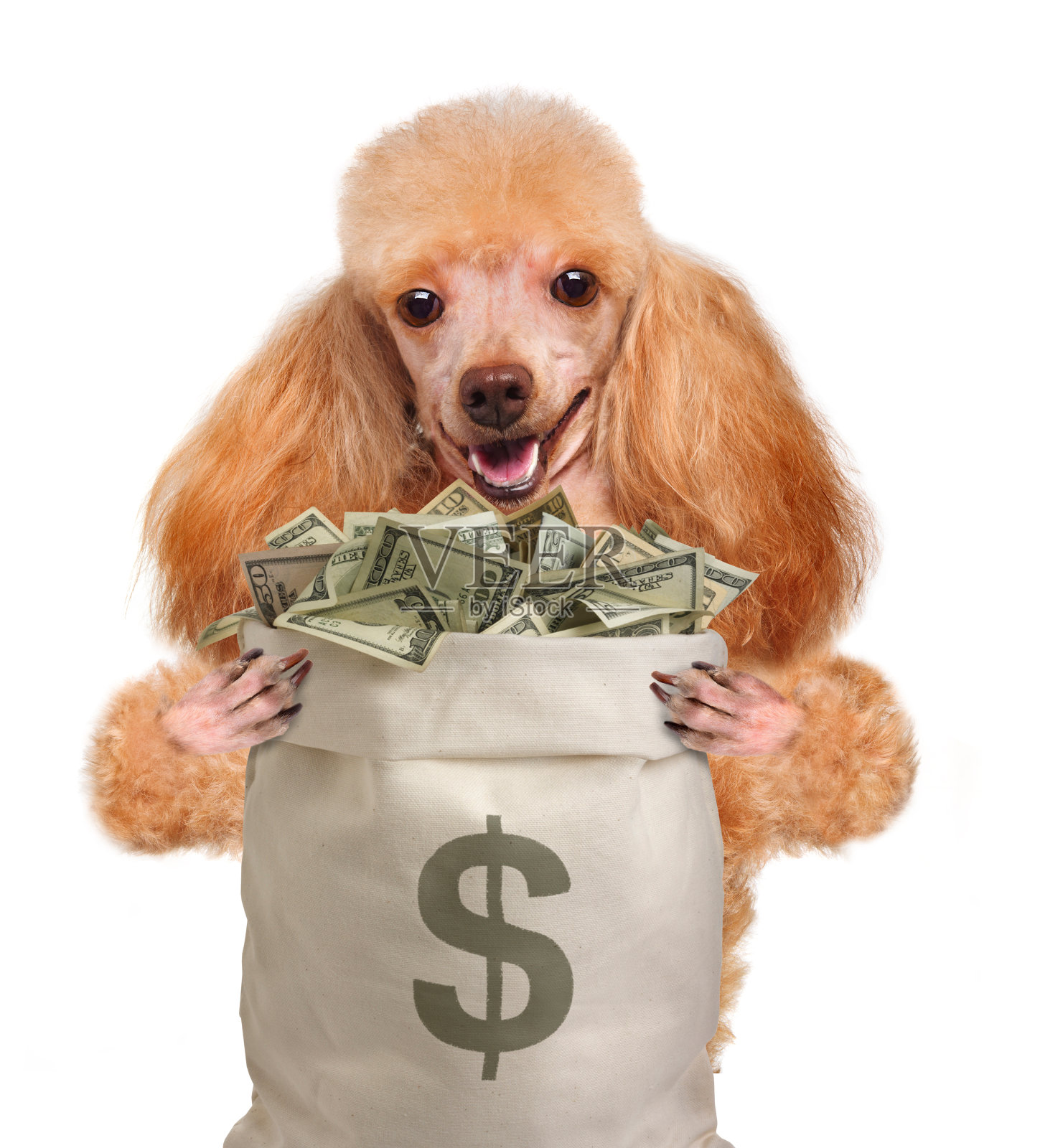 钱的狗。照片摄影图片