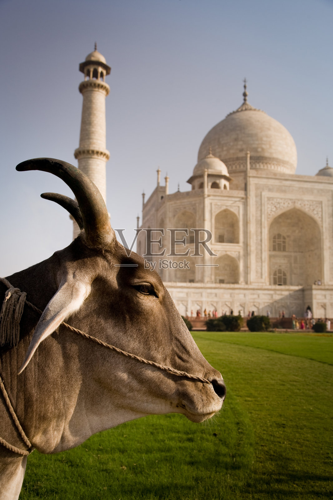 印度的公牛照片摄影图片