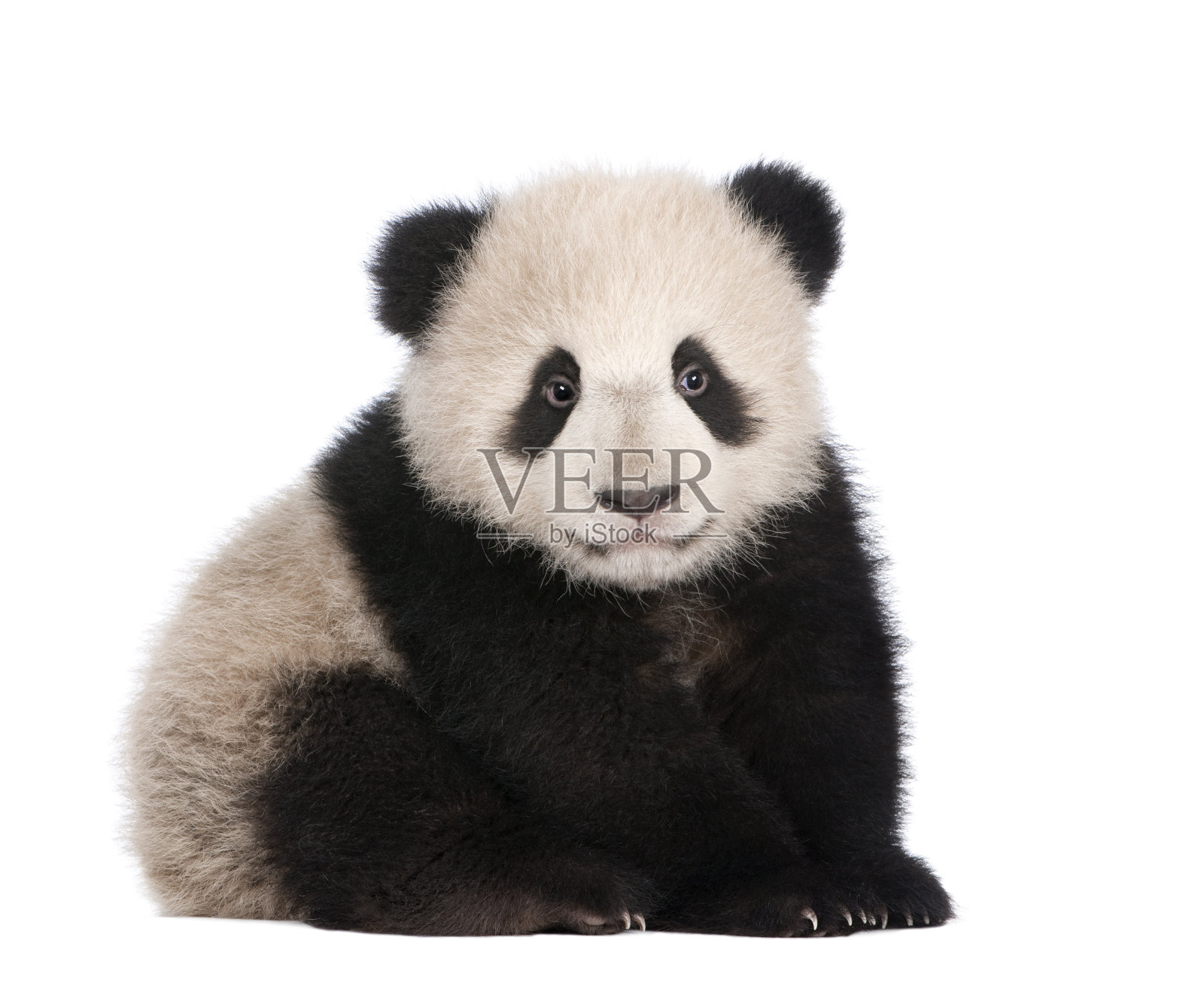 白色背景上一只六个月大的大熊猫照片摄影图片