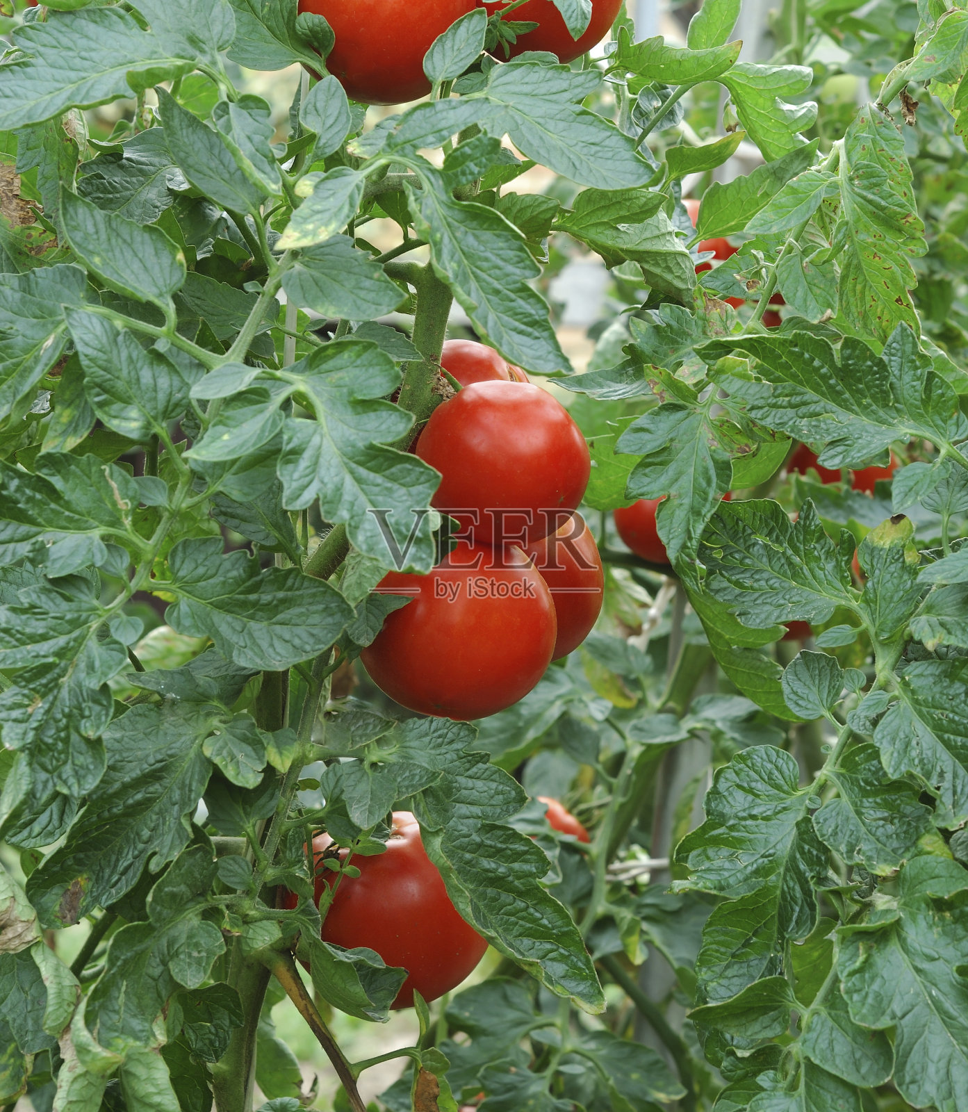 西红柿照片摄影图片