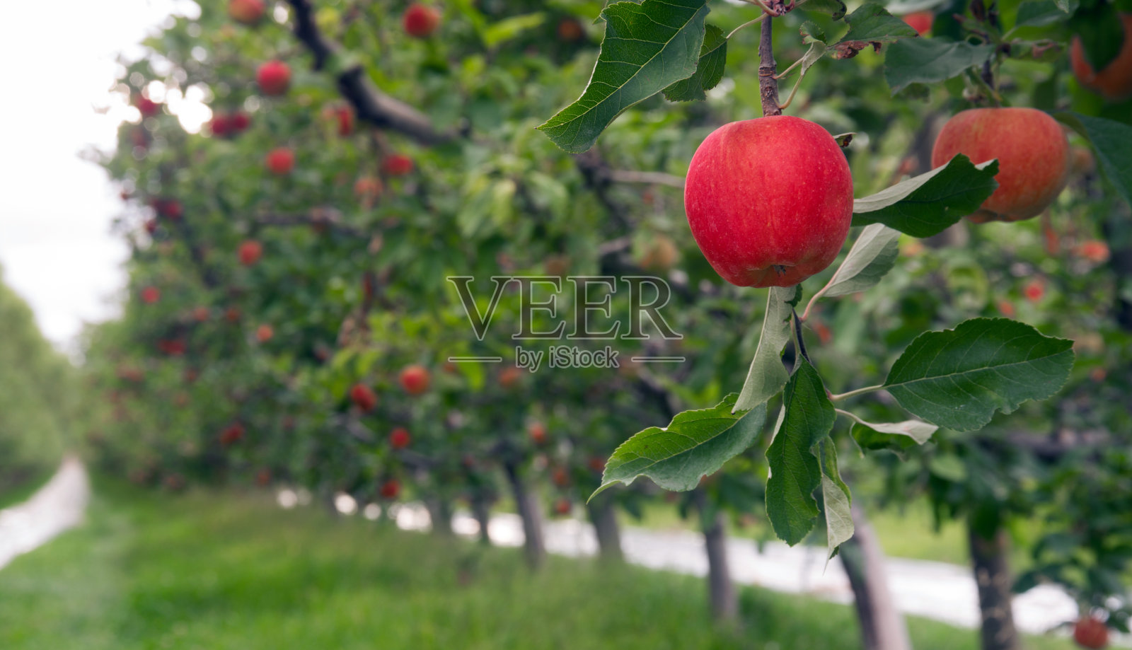 一个苹果园产出新鲜水果华盛顿州照片摄影图片