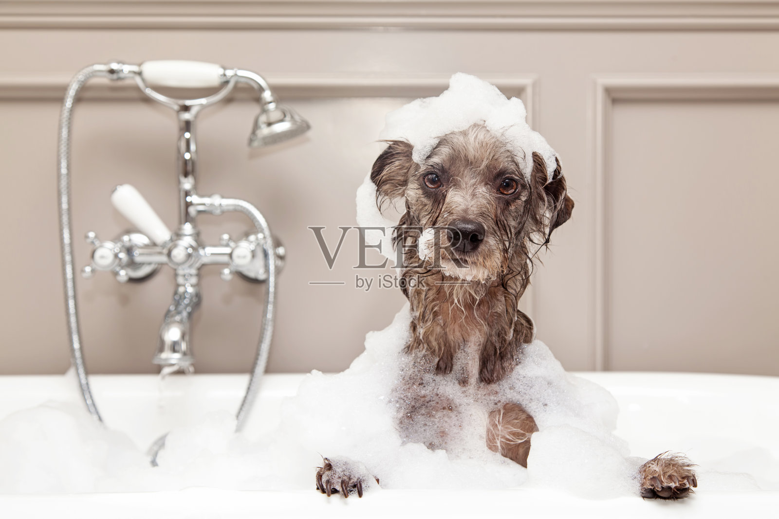 滑稽的狗在洗泡泡浴照片摄影图片