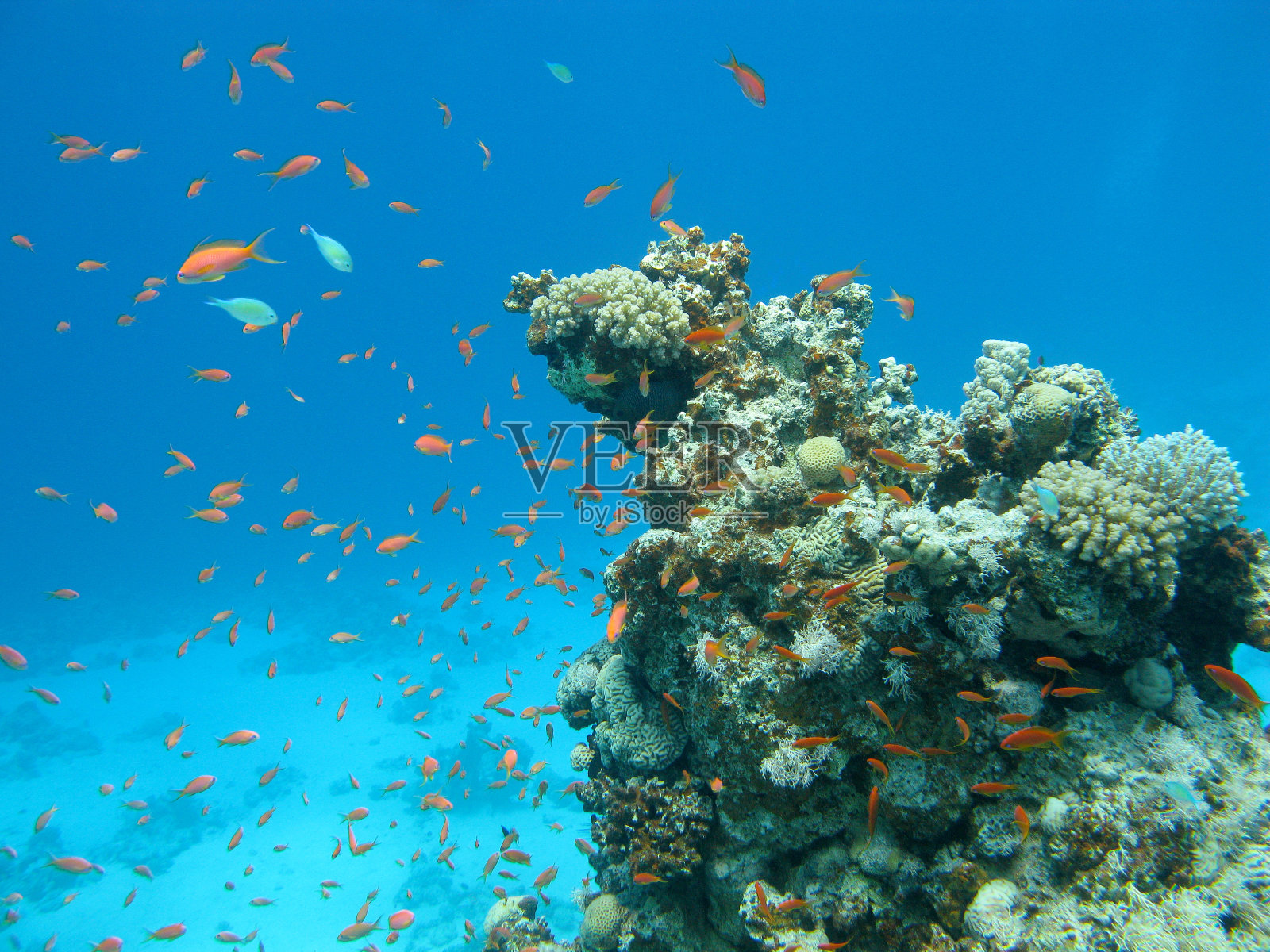 水下有鱼群的珊瑚礁照片摄影图片
