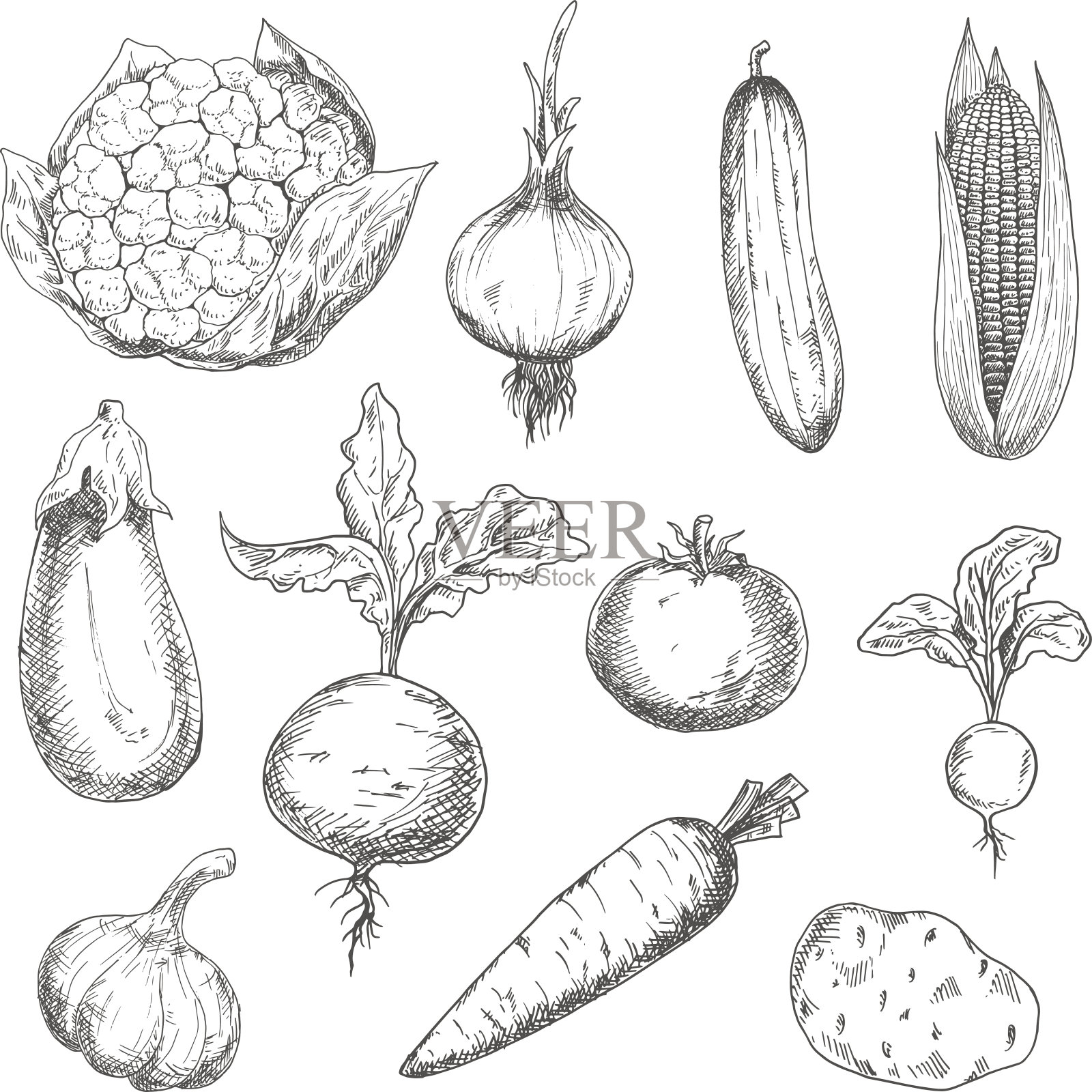 新鲜和成熟的农场蔬菜素描图标插画图片素材