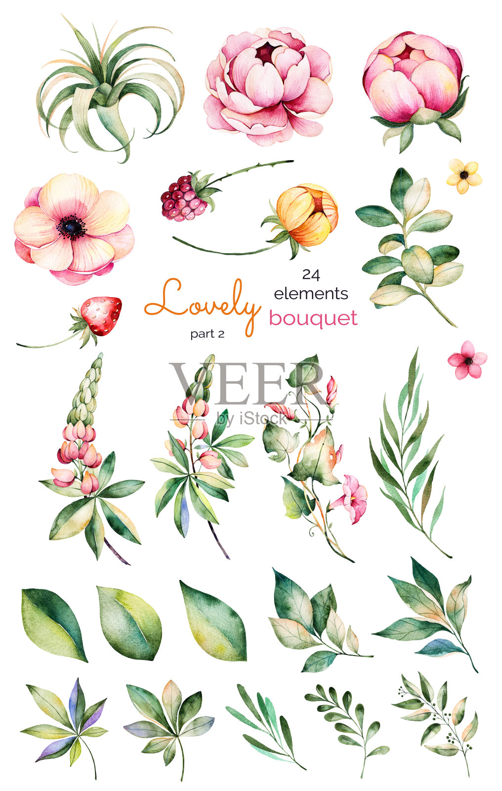 采集花，牡丹，叶，枝，羽扇豆，空气植物插画图片素材