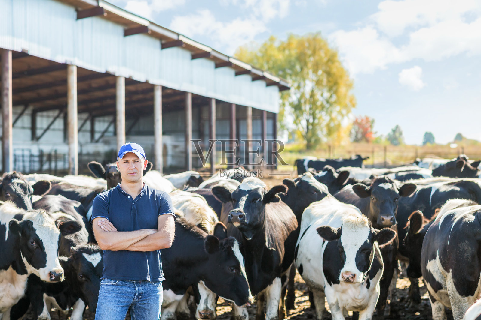 农夫在农场和奶牛一起工作照片摄影图片