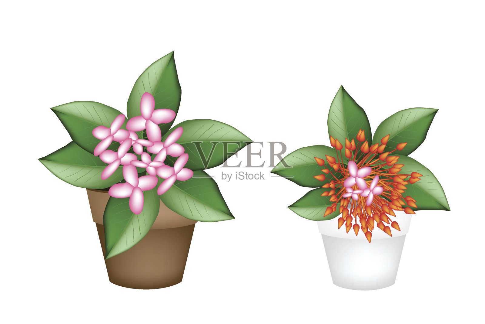 新鲜的红色和粉红色的Ixora在花盆插画图片素材