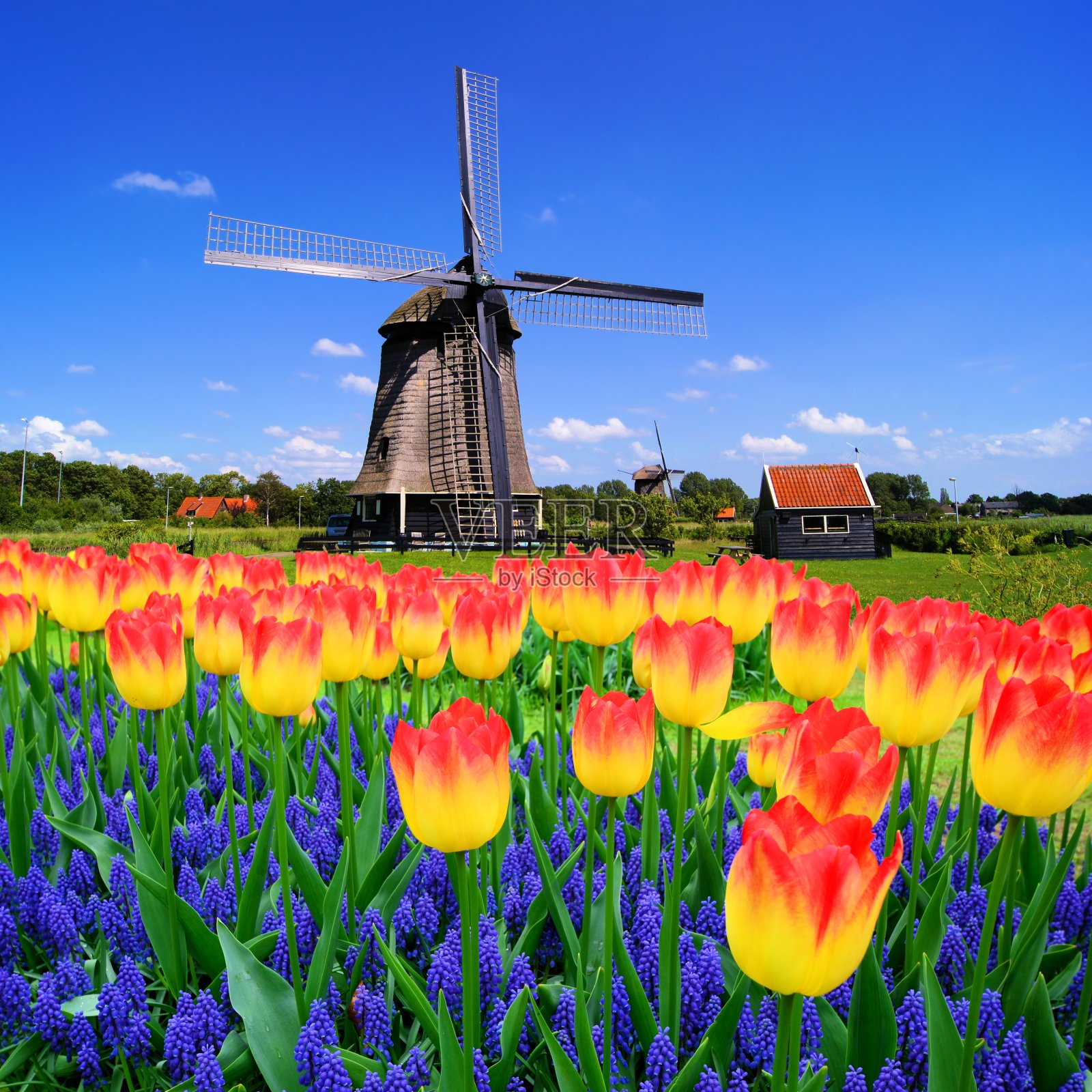 春天的鲜花和荷兰的风车照片摄影图片
