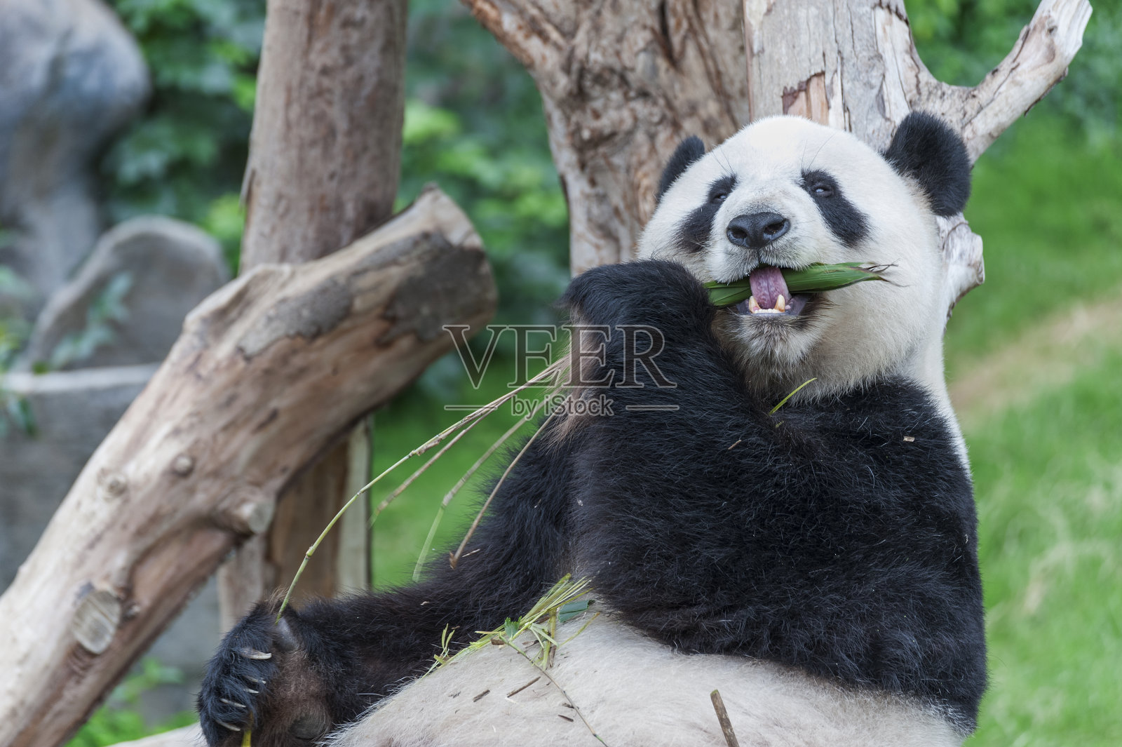 大熊猫的熊照片摄影图片
