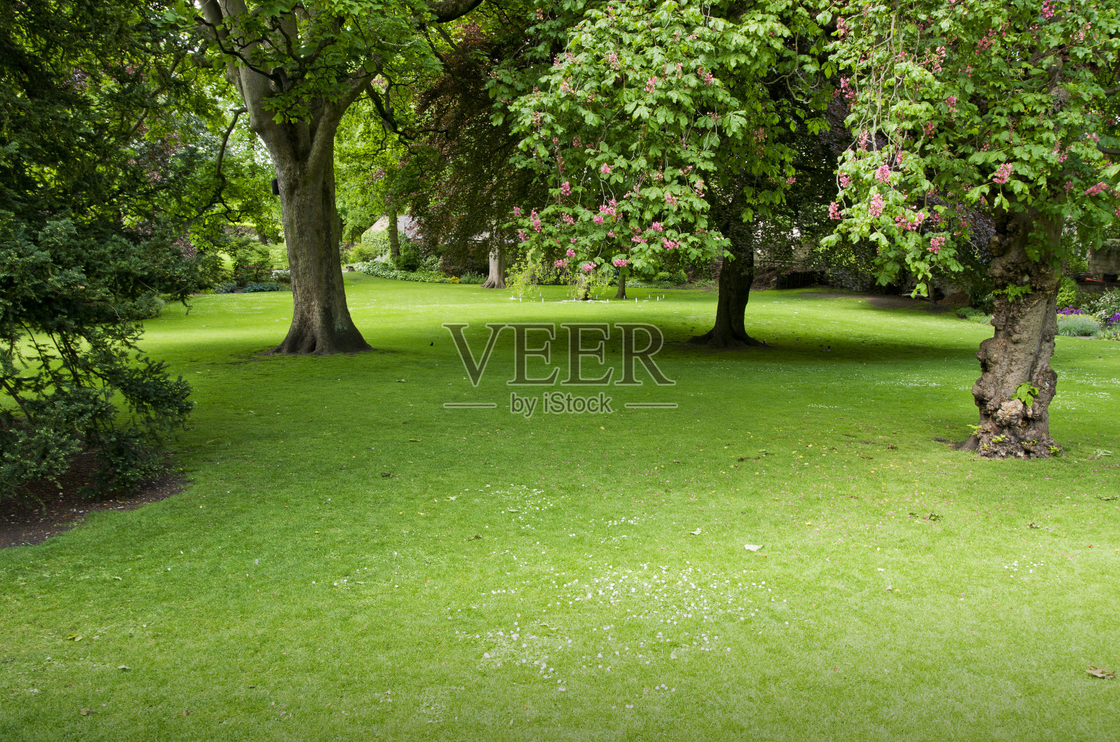 绿色草坪与树木公园在约克，英国，欧洲照片摄影图片