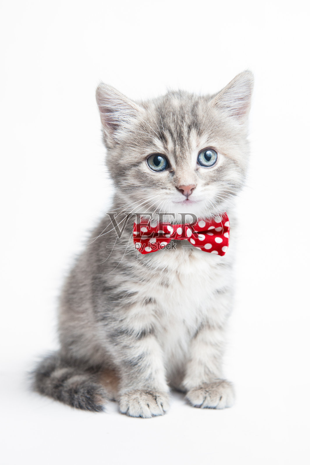 一只戴着领结的灰色小猫照片摄影图片