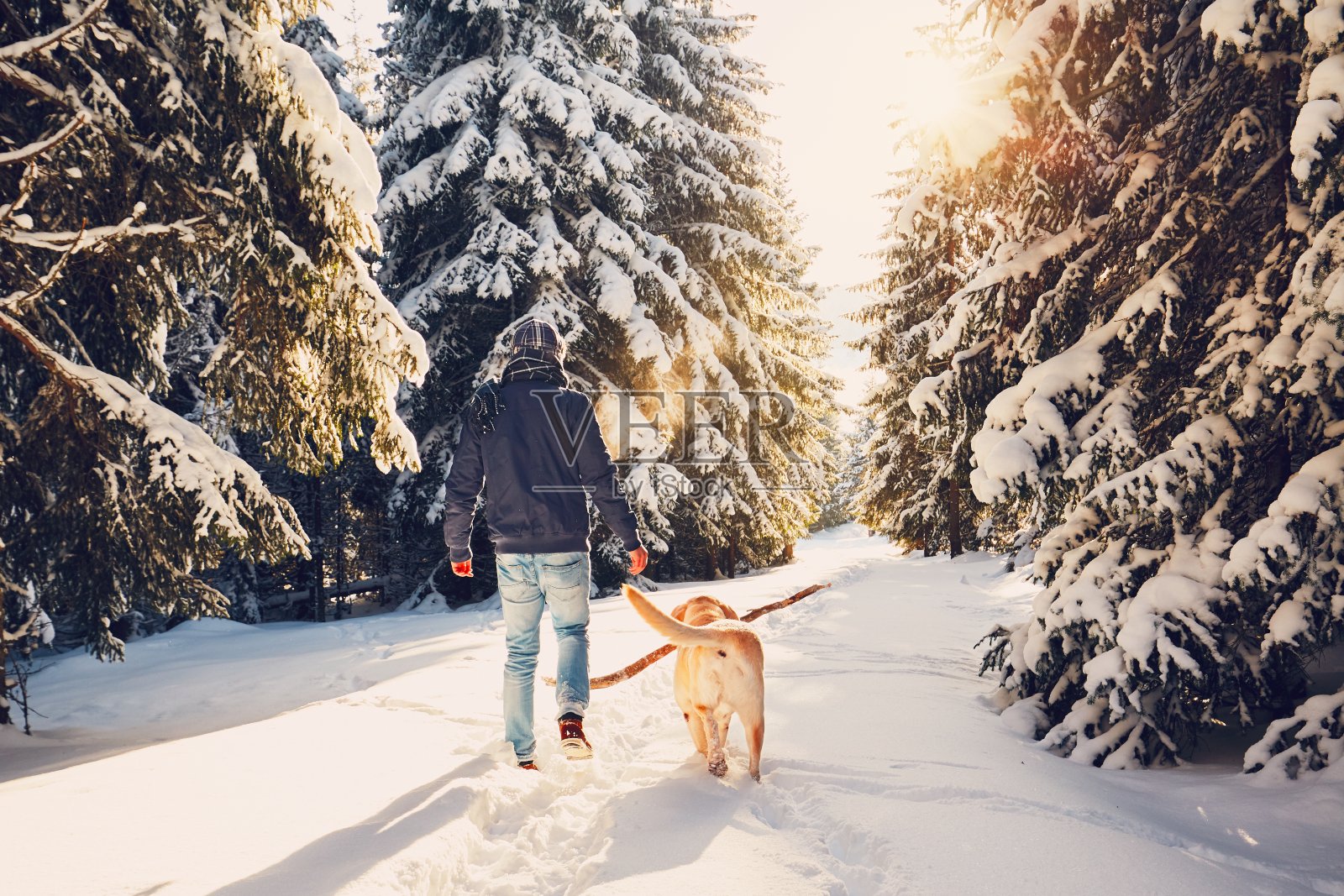 旅行与狗冬天的自然照片摄影图片