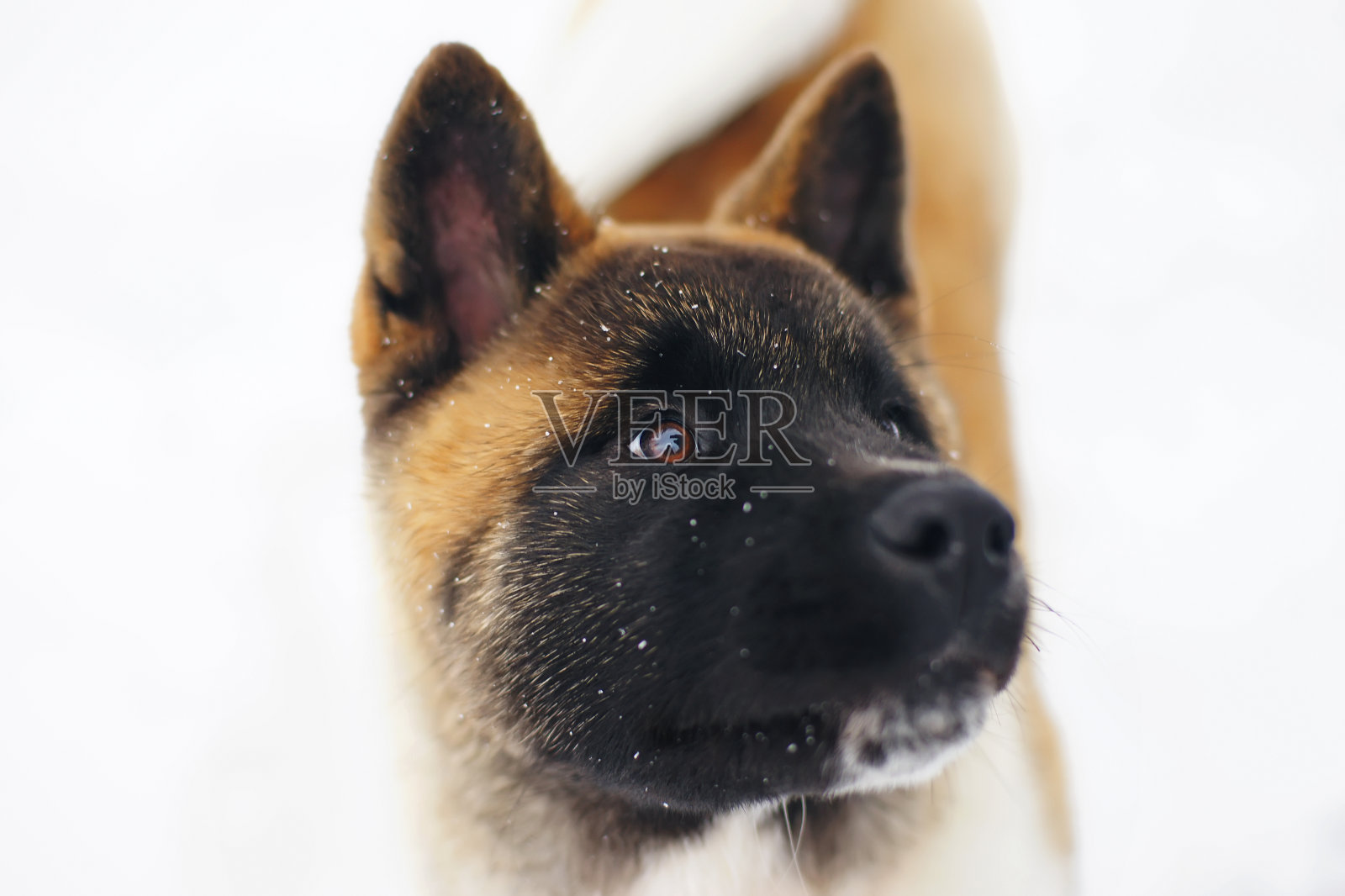 这是一只美国秋田犬在冬天的肖像照片摄影图片