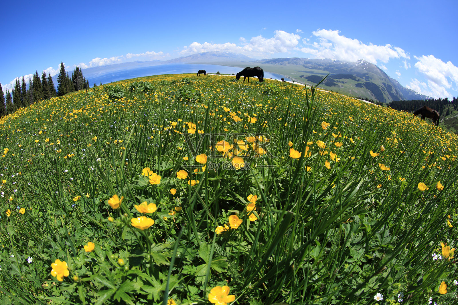 马在美丽的山地草地上吃草照片摄影图片