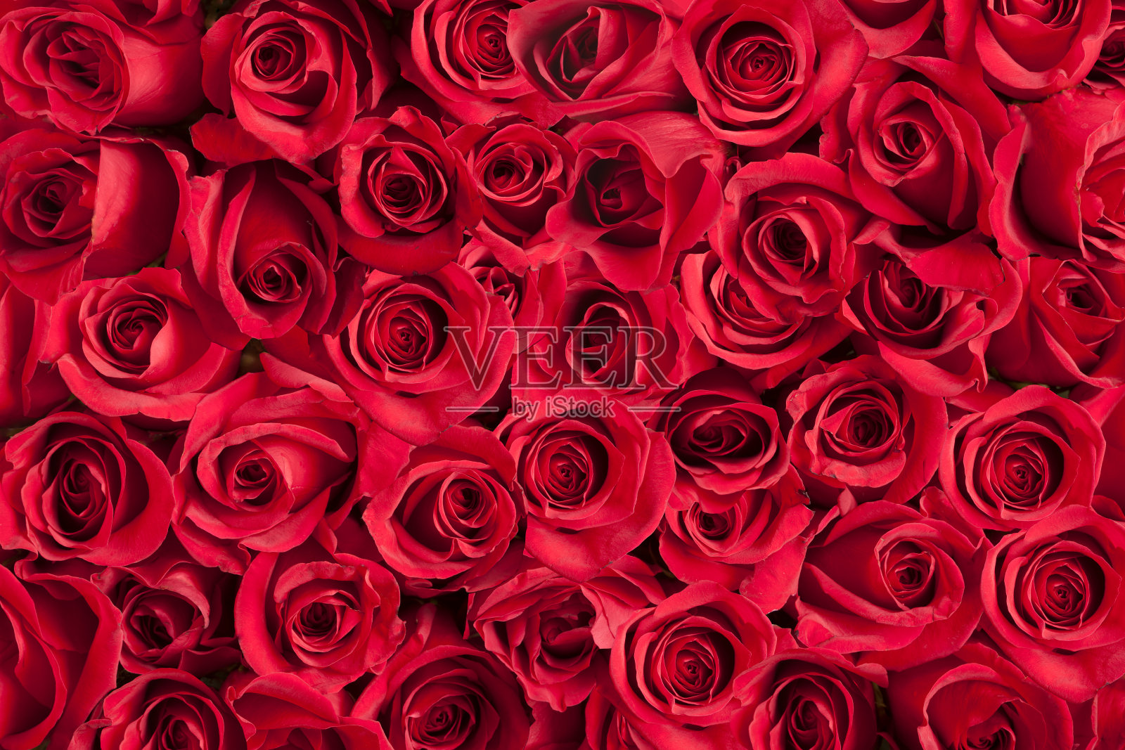 红玫瑰的背景照片摄影图片