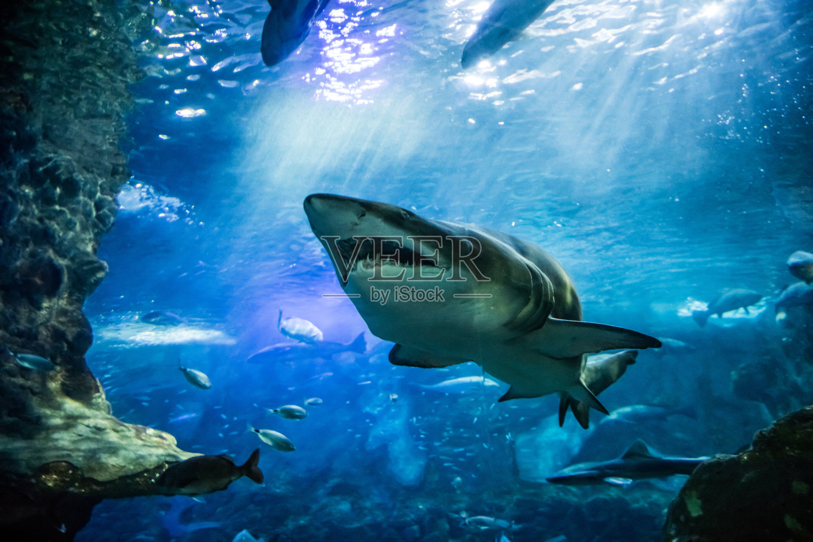 可怕的大虎鲨和其他鱼类游泳的特写照片摄影图片