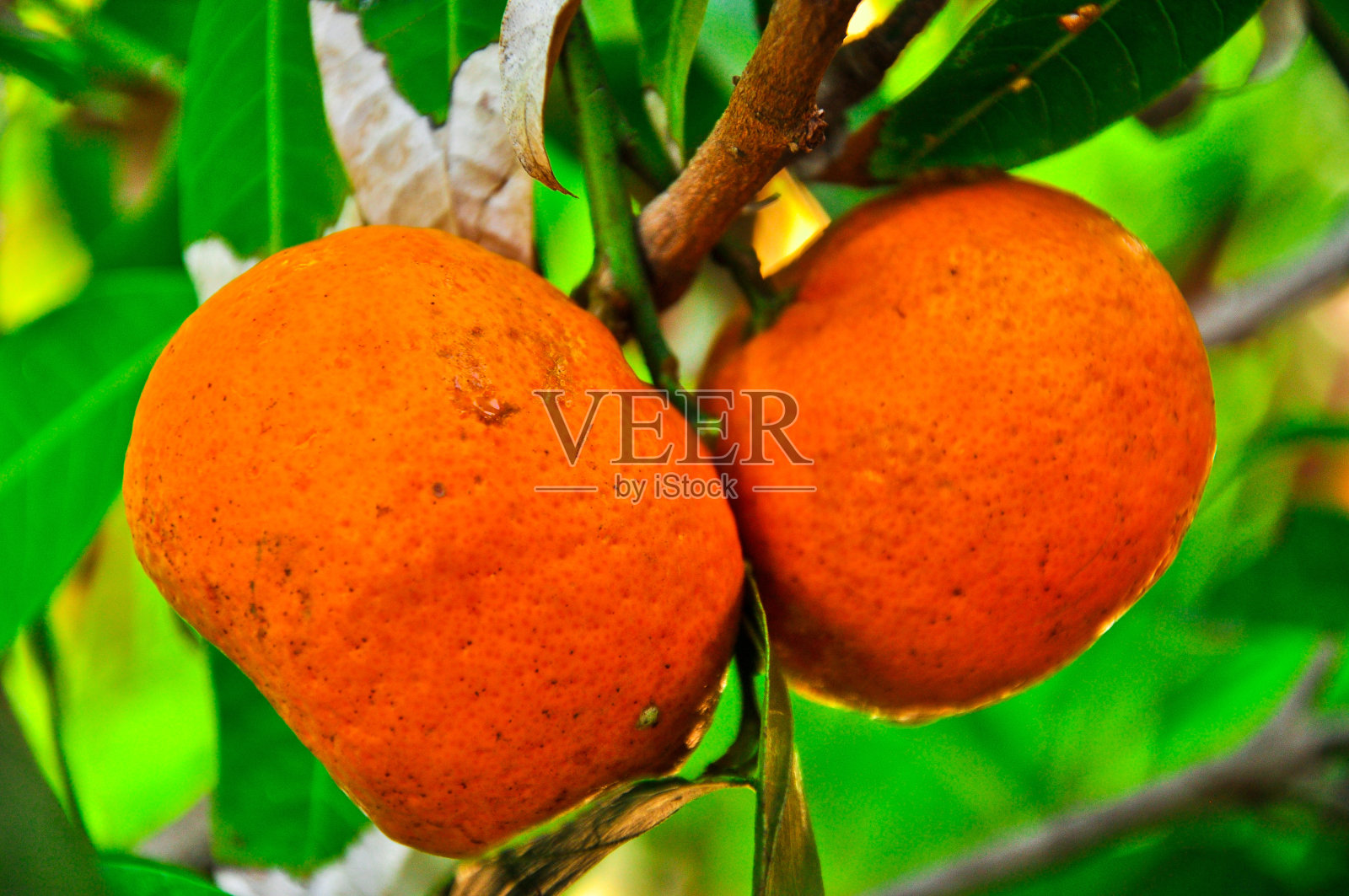 两个成熟的橘子挂在树枝上，靠近照片摄影图片