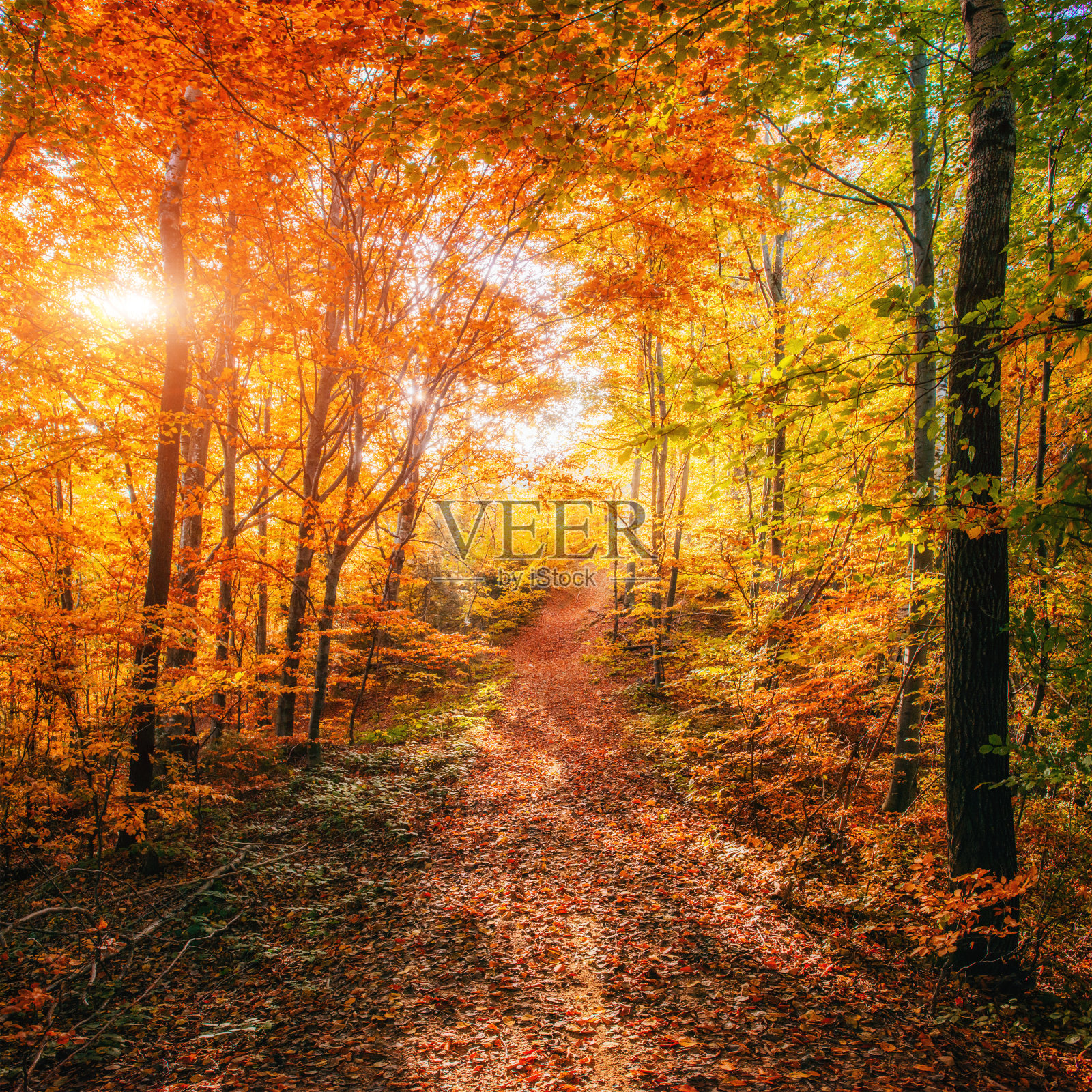 秋天的森林路。秋天的风景。照片摄影图片