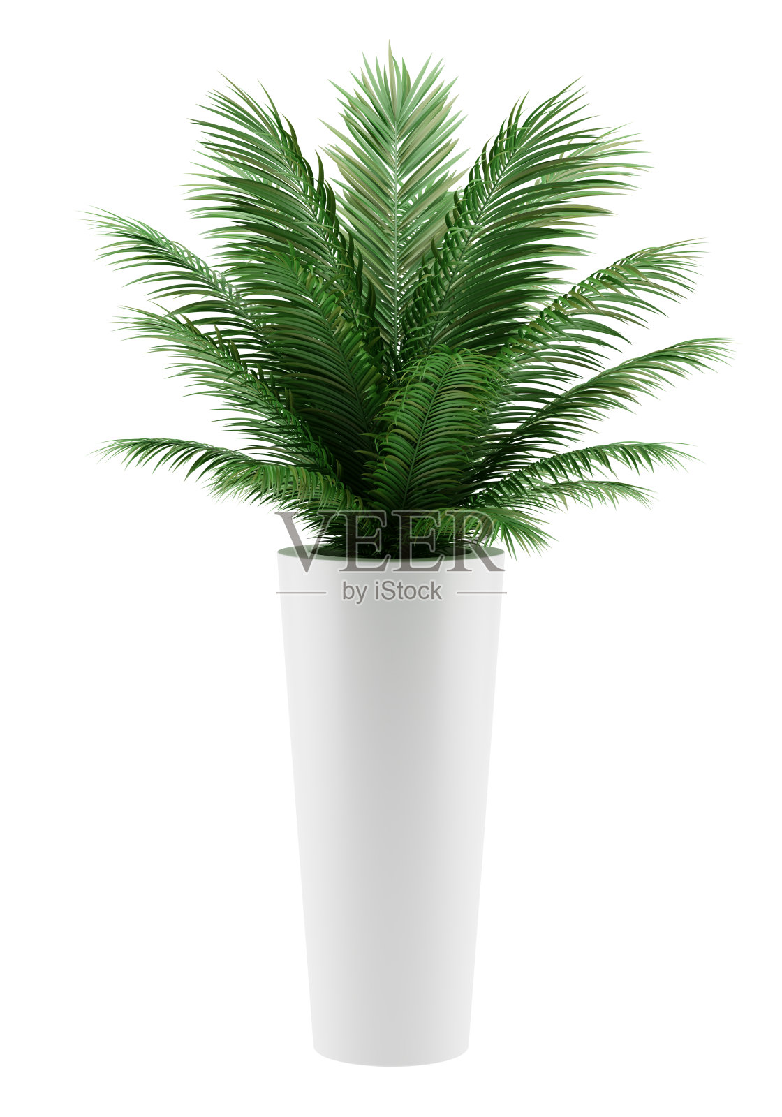 盆栽棕榈树孤立在白色的背景照片摄影图片
