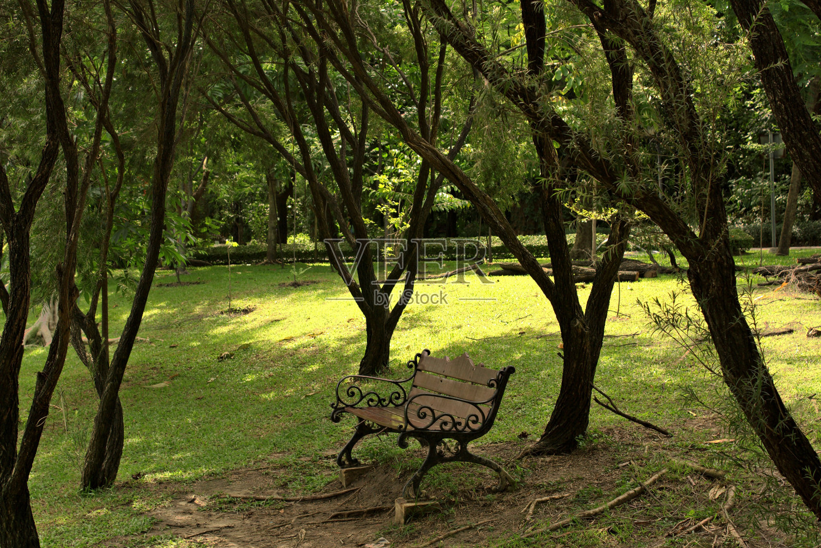 在绿色公园的长椅上照片摄影图片
