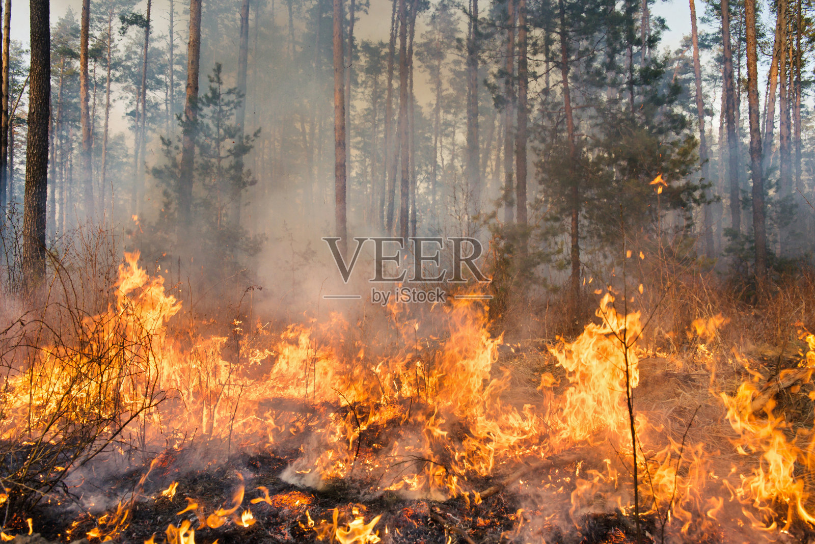 一场正在进行的森林大火的高分辨率照片照片摄影图片