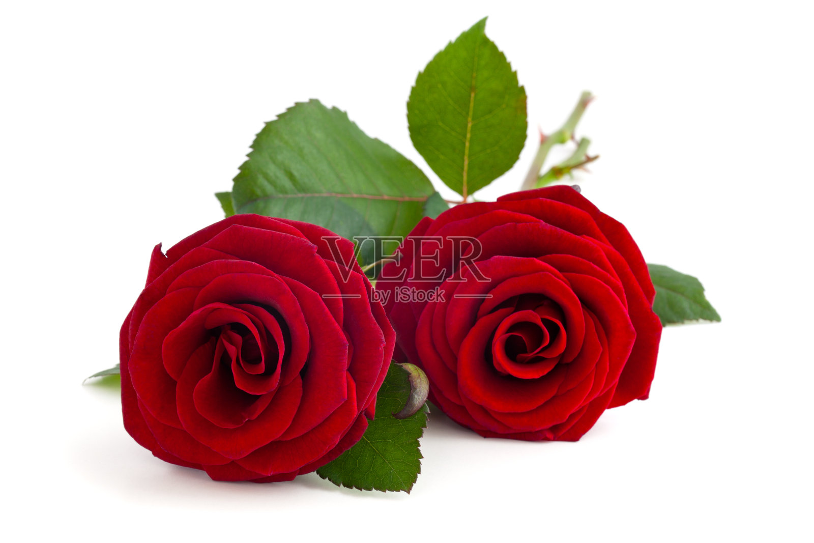 两个红玫瑰。照片摄影图片