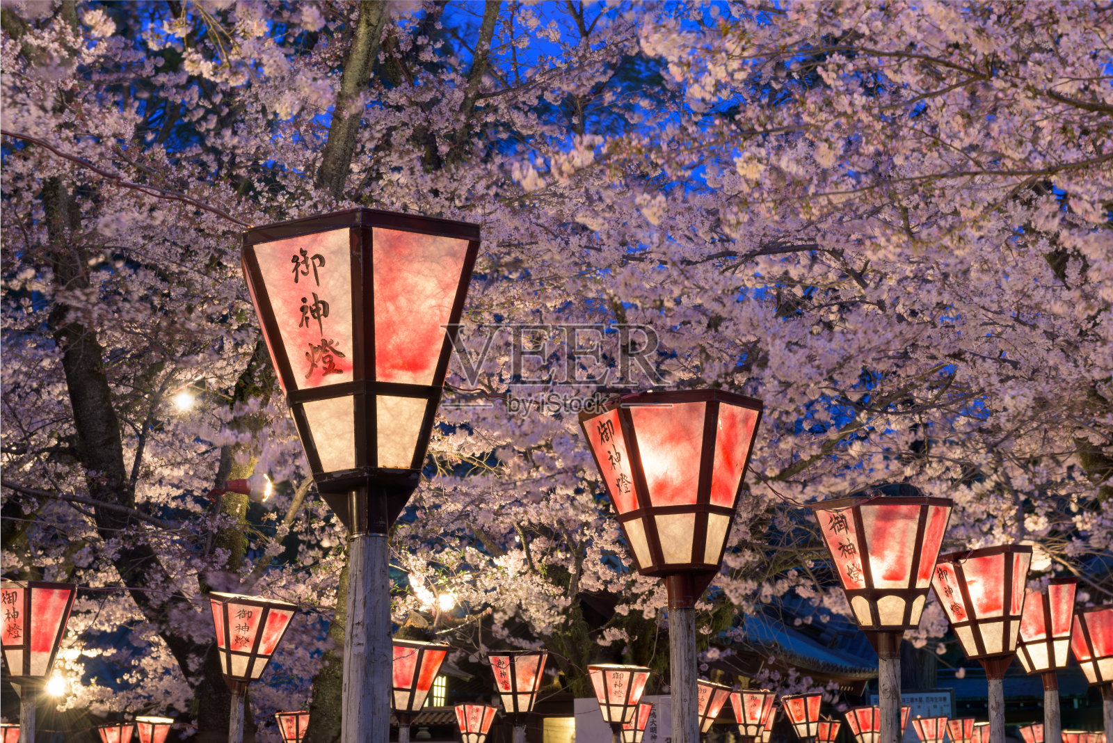 日本樱花节的灯笼照片摄影图片