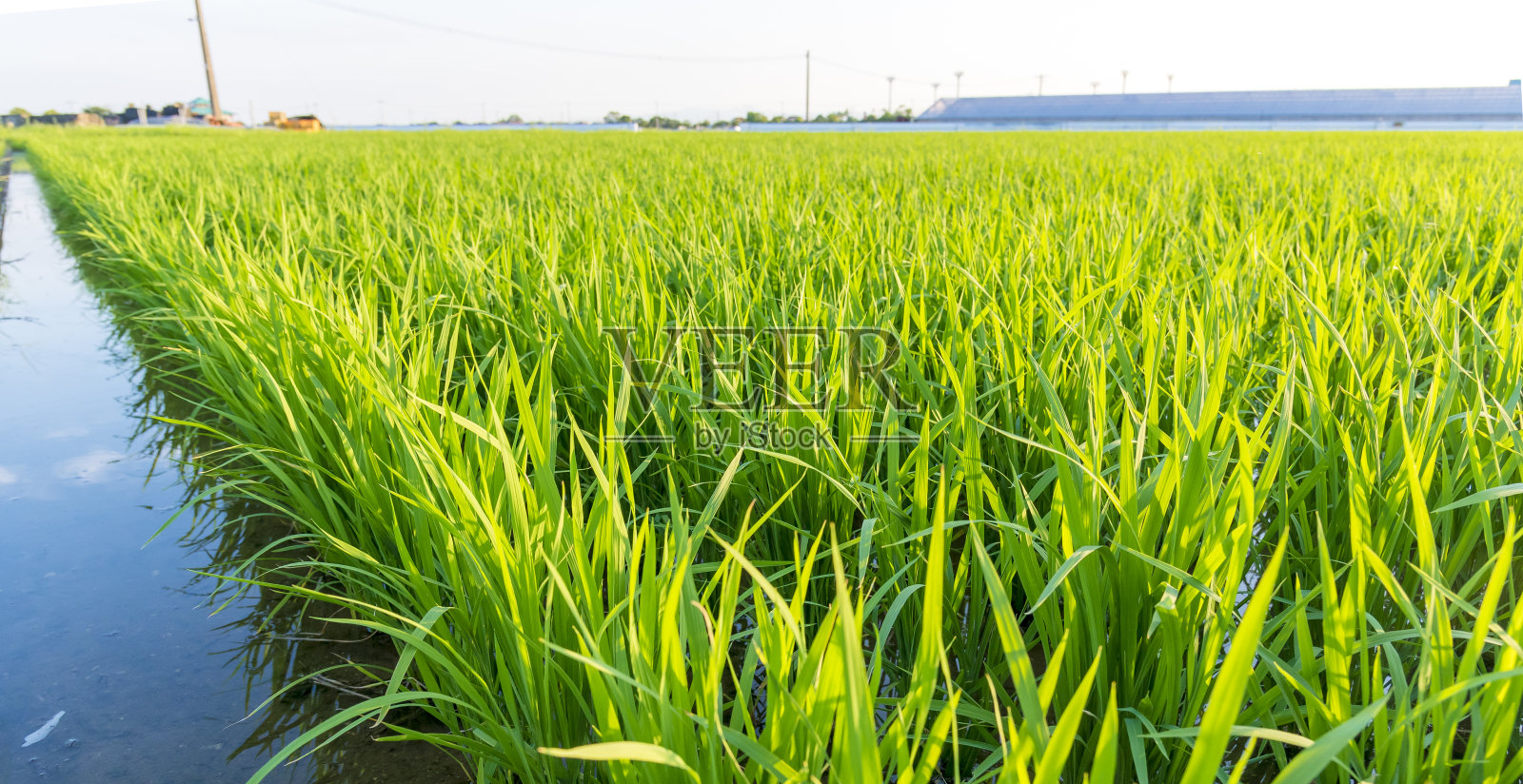 日本种植的有机水稻照片摄影图片