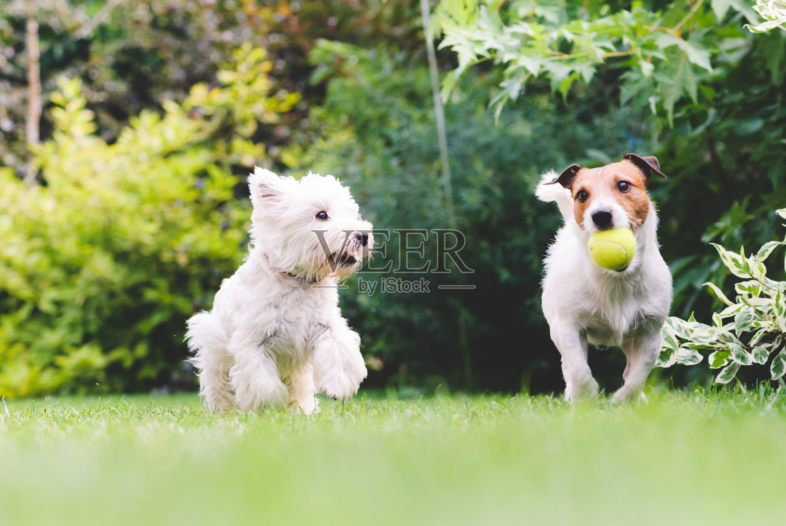 两只狗在玩球。照片摄影图片