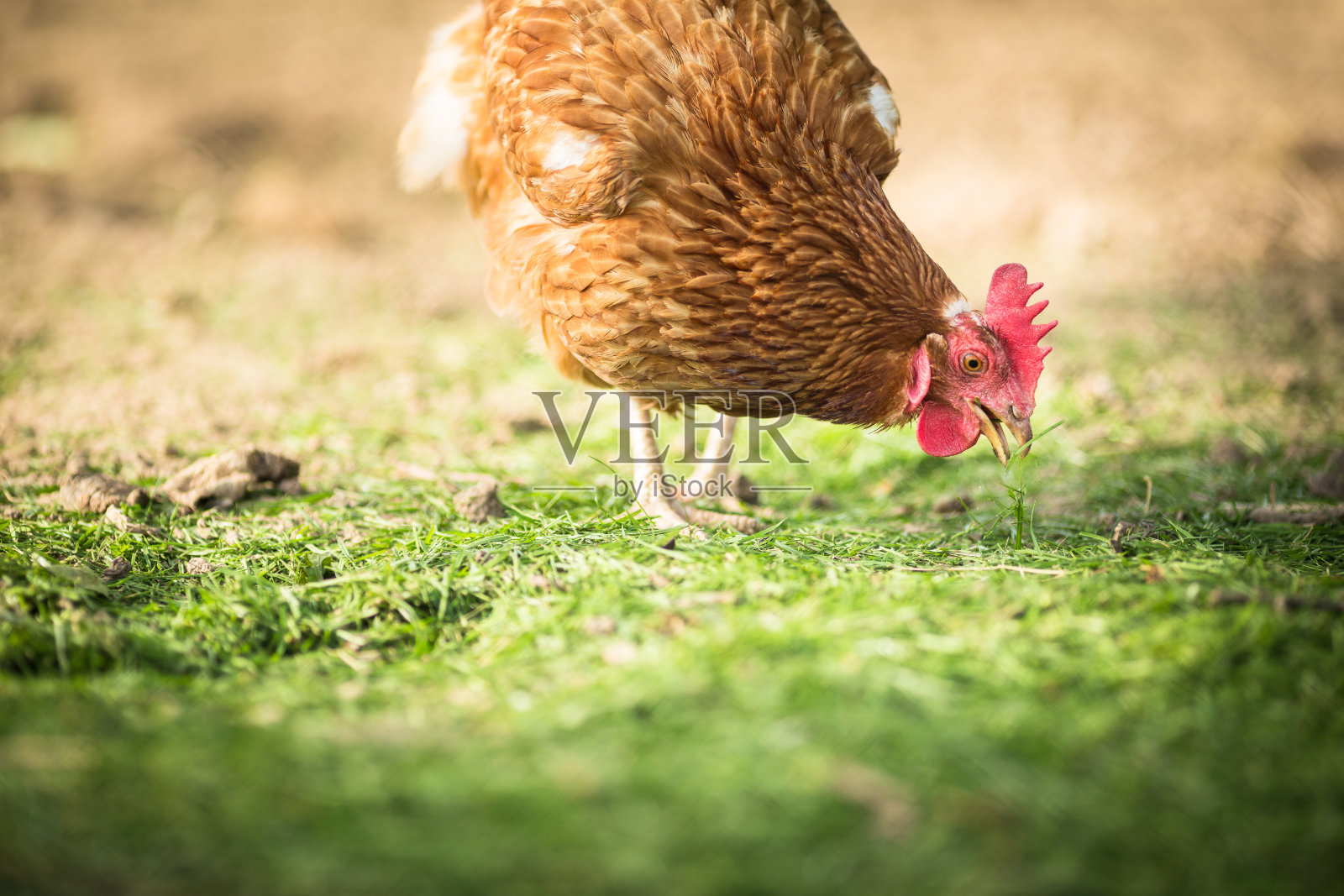 一只母鸡在农家院子里啄草照片摄影图片