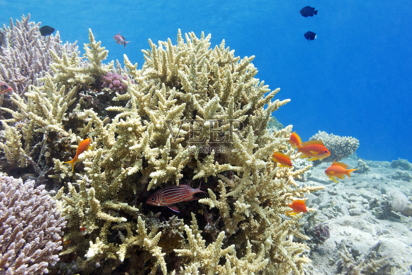 热带海洋水下的珊瑚礁和硬珊瑚照片摄影图片