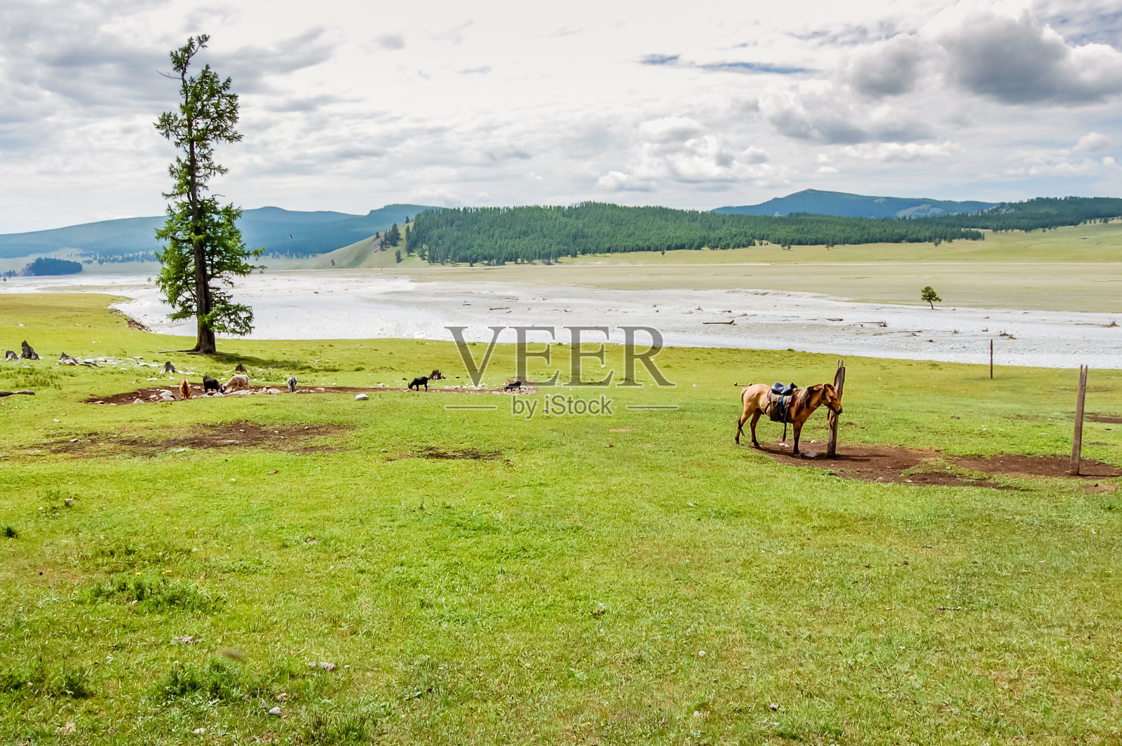 蒙古北部，一匹孤独的马照片摄影图片