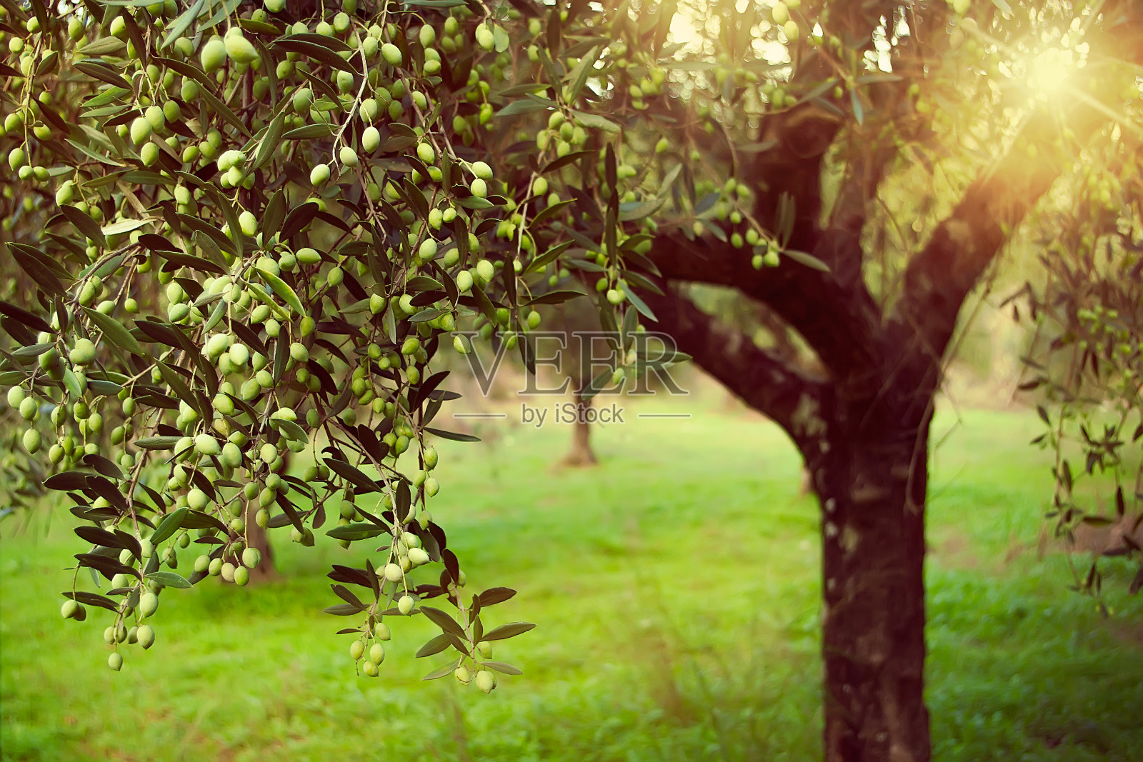复古色调的橄榄树与阳光的光束照片摄影图片