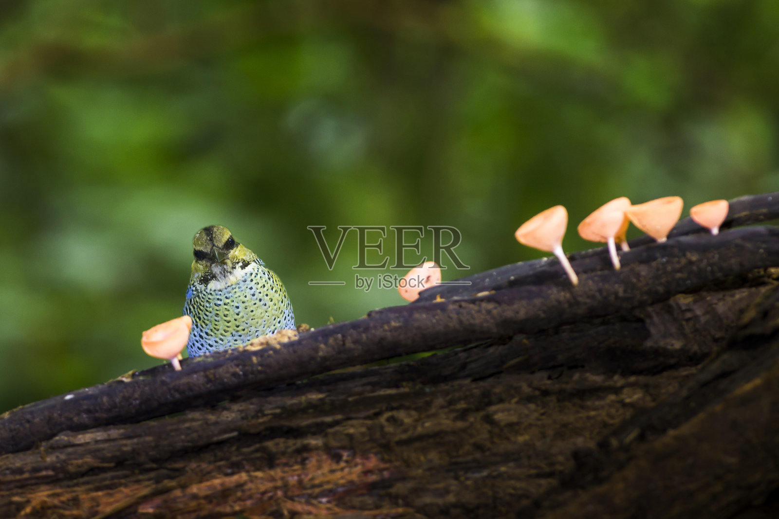 蓝色皮塔饼:泰国的鸟照片摄影图片