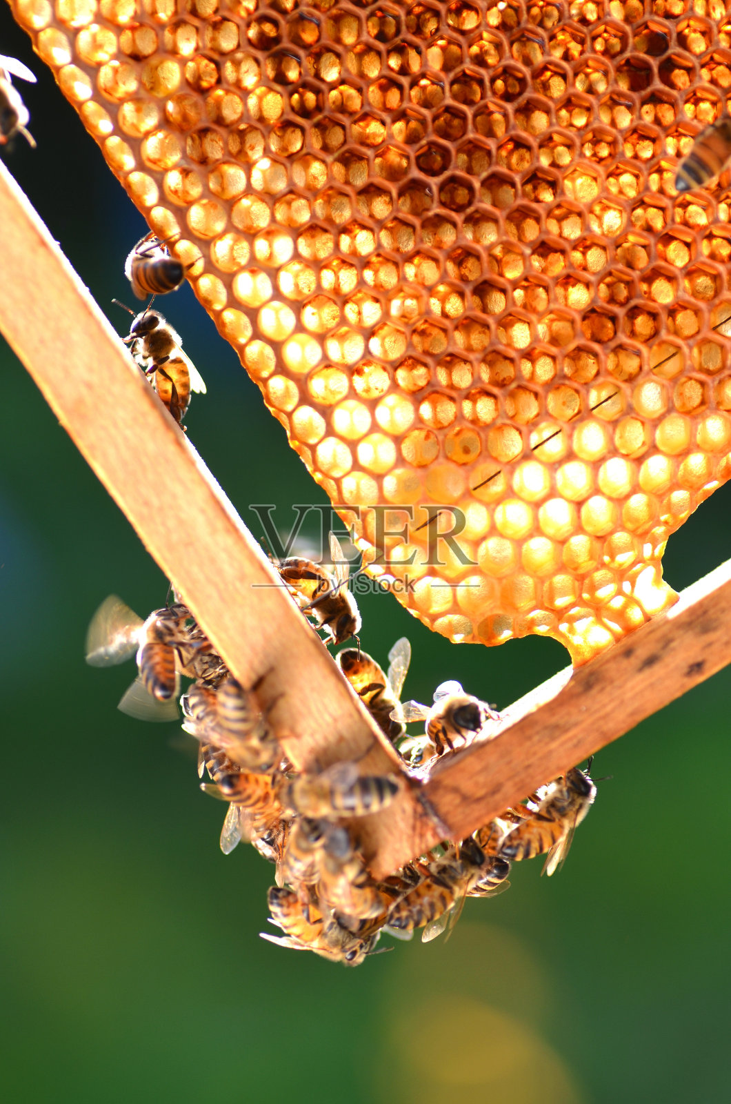 勤劳的蜜蜂在蜂房里筑巢照片摄影图片