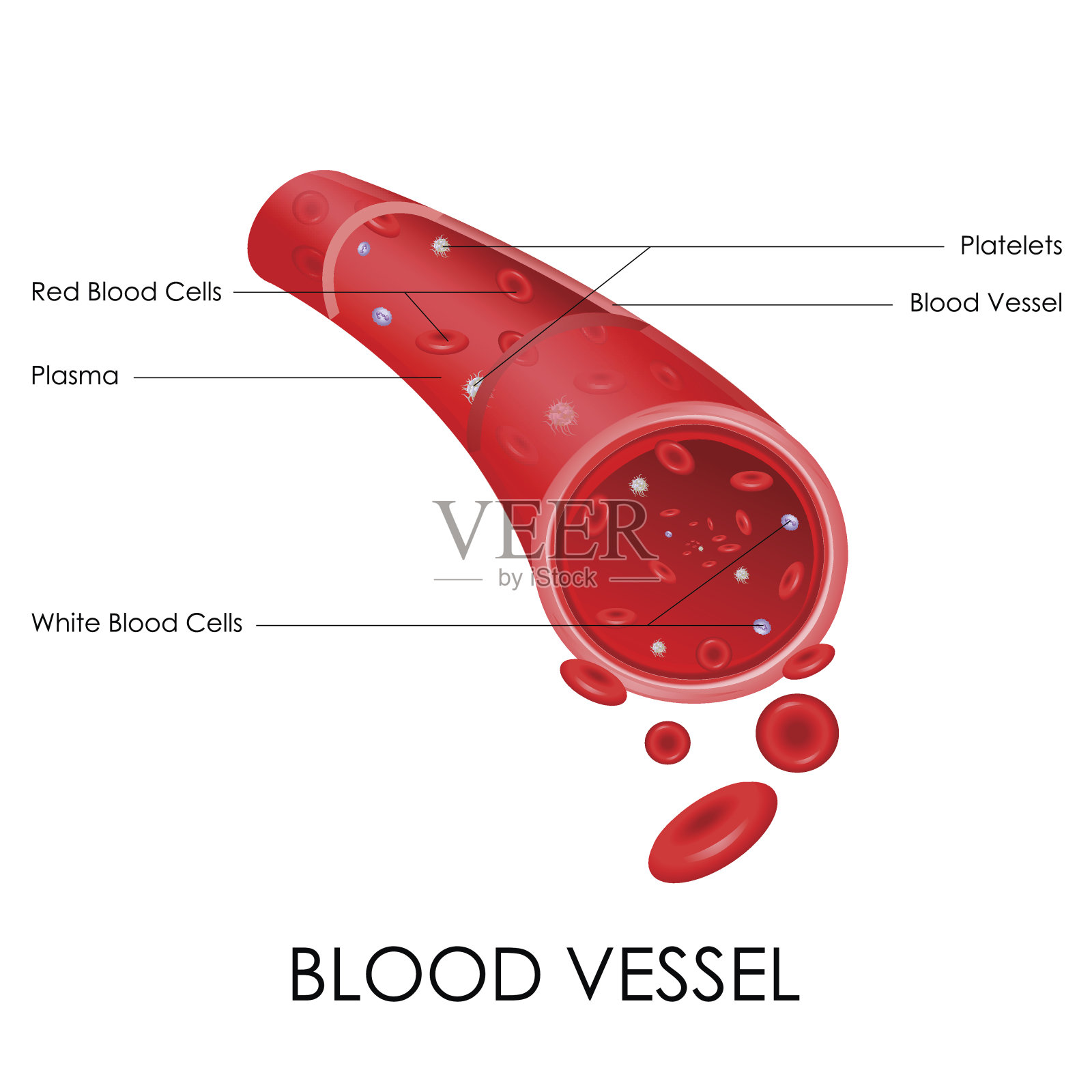 血管插画图片素材