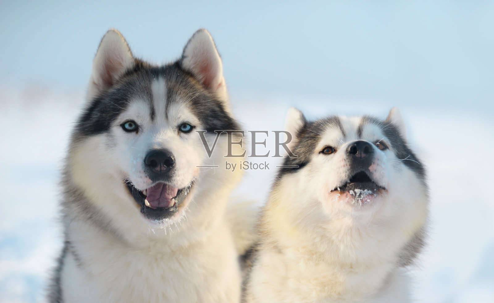 西伯利亚雪橇犬照片摄影图片
