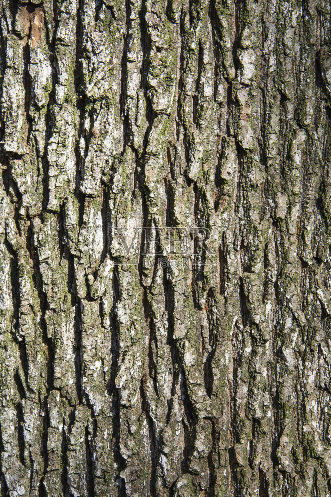 橡树的树皮照片摄影图片
