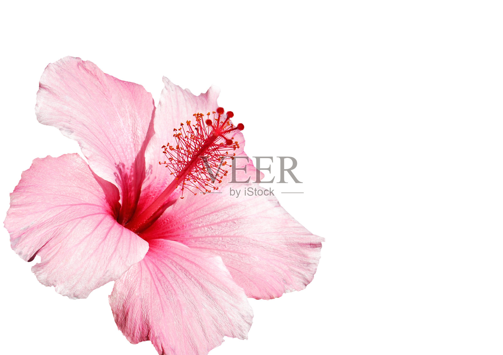 木槿花粉红色孤立在白色上照片摄影图片