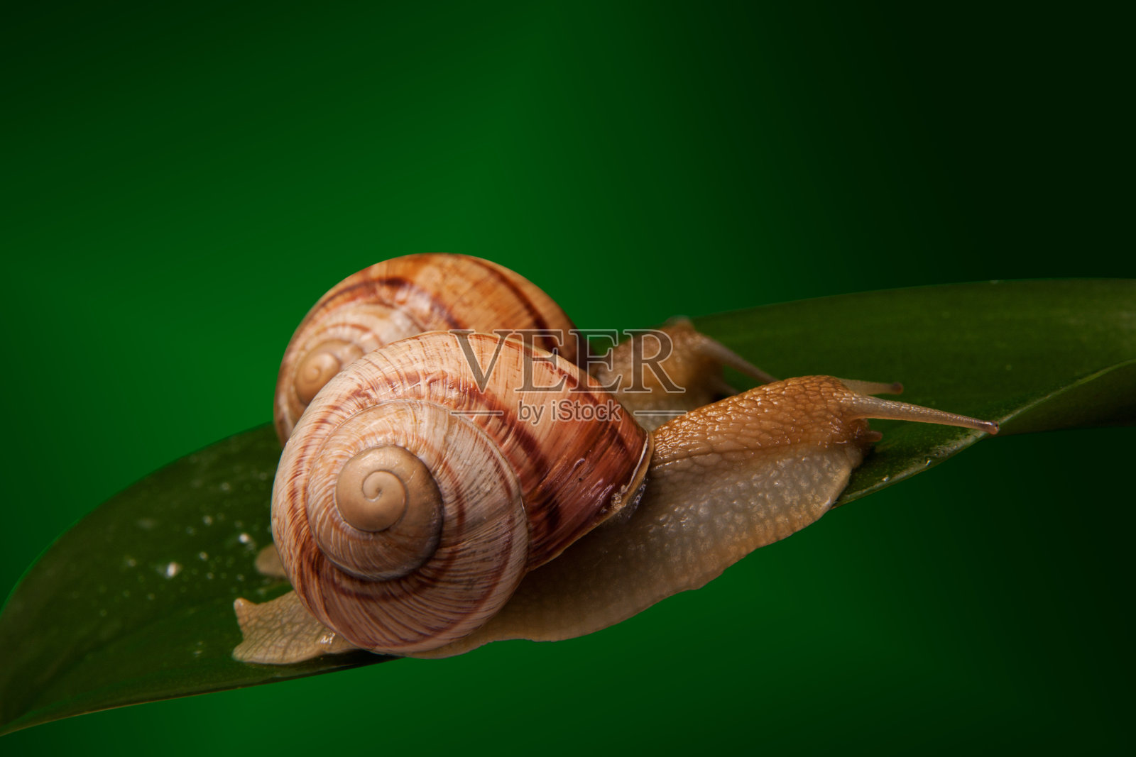 蜗牛照片摄影图片