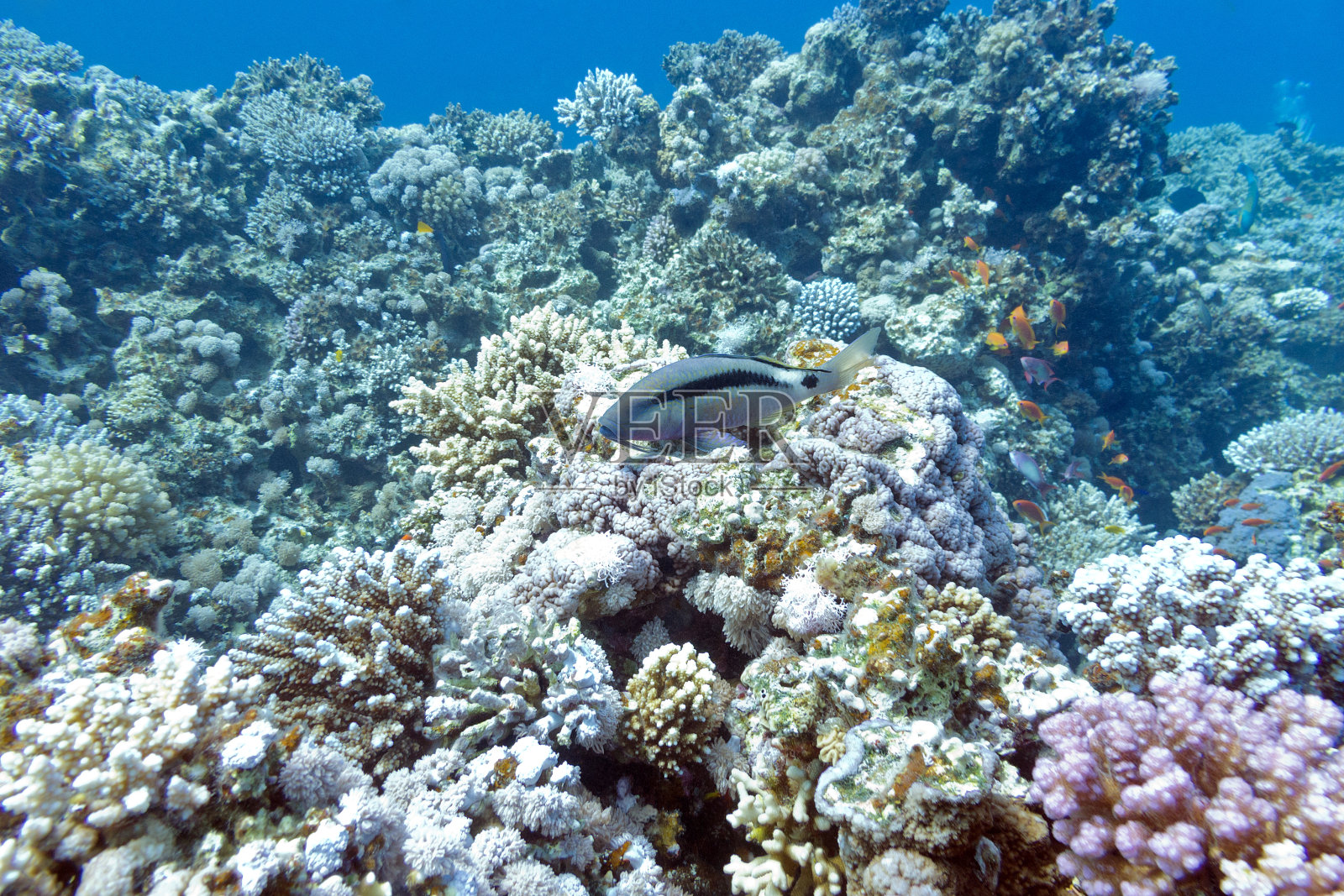 水下，五颜六色的珊瑚礁和奇异的山羊鱼照片摄影图片