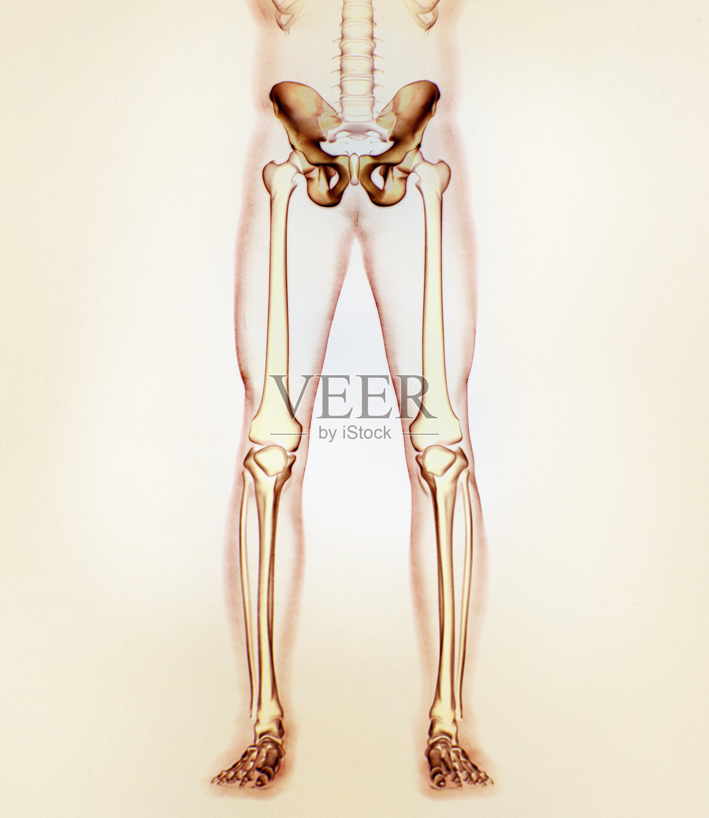 髂骨、髋骨、骨盆。人体解剖学，骨骼结构x光。插画图片素材