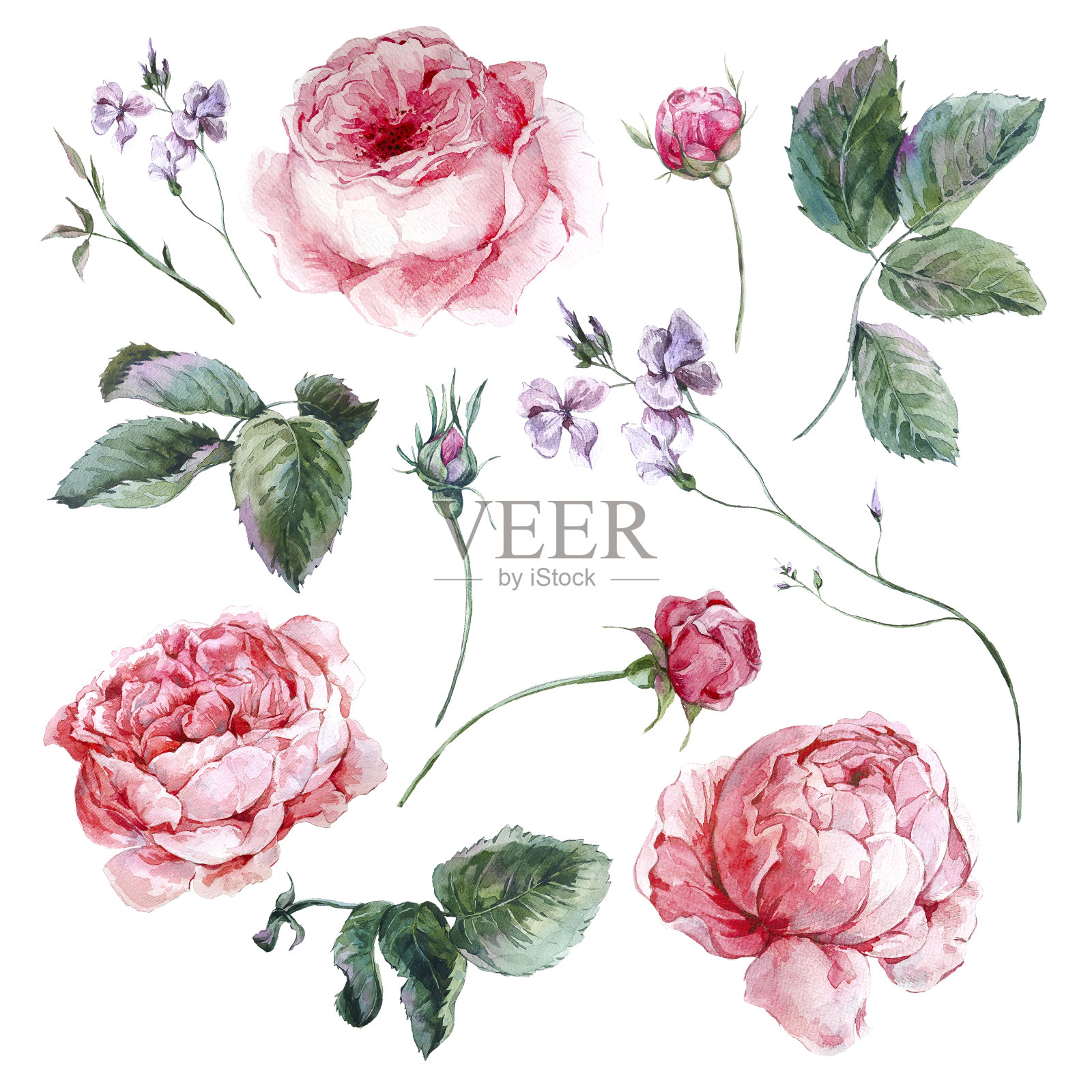 集复古水彩玫瑰花束叶、枝、花插画图片素材