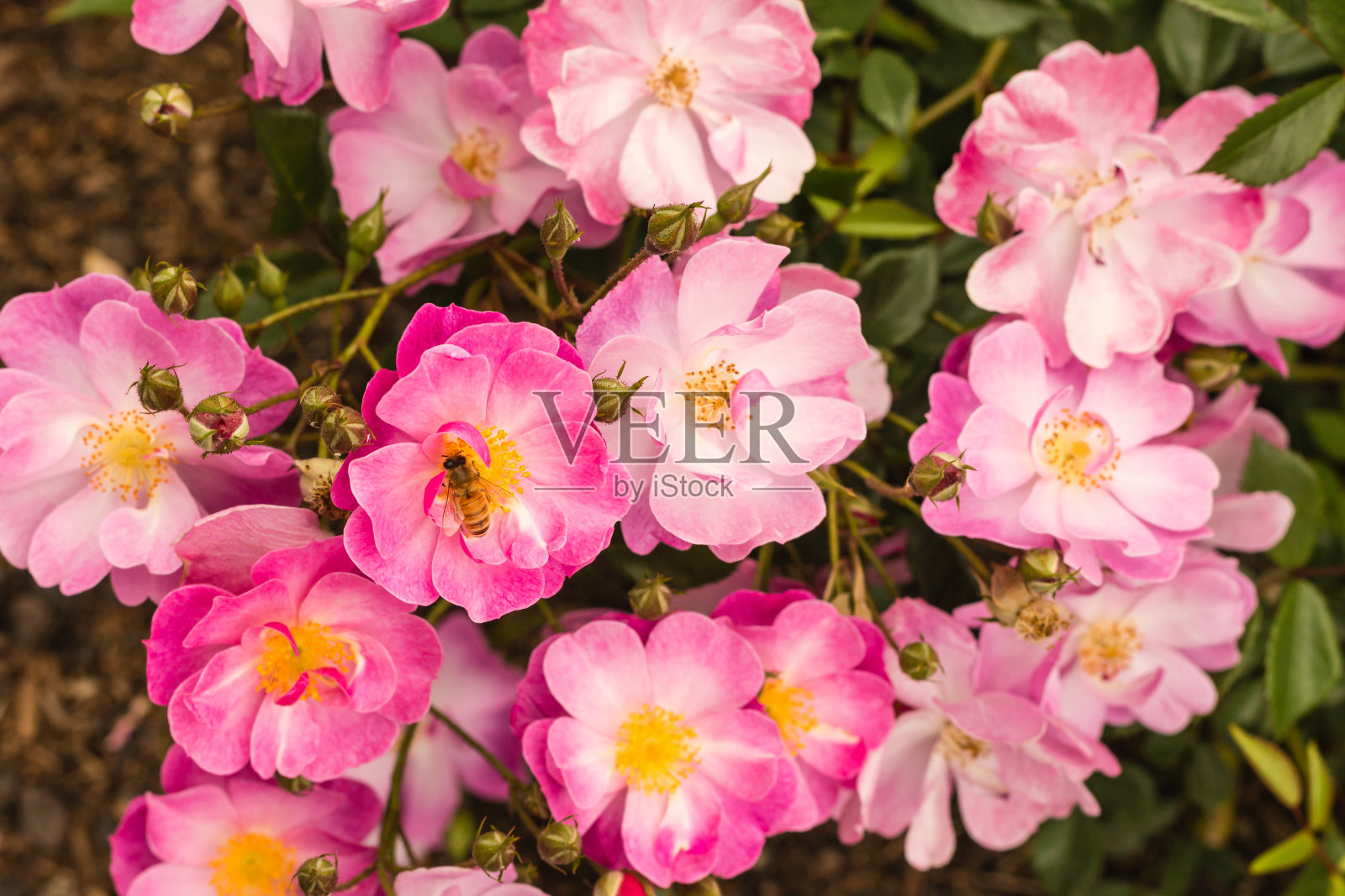 粉红玫瑰花丛照片摄影图片