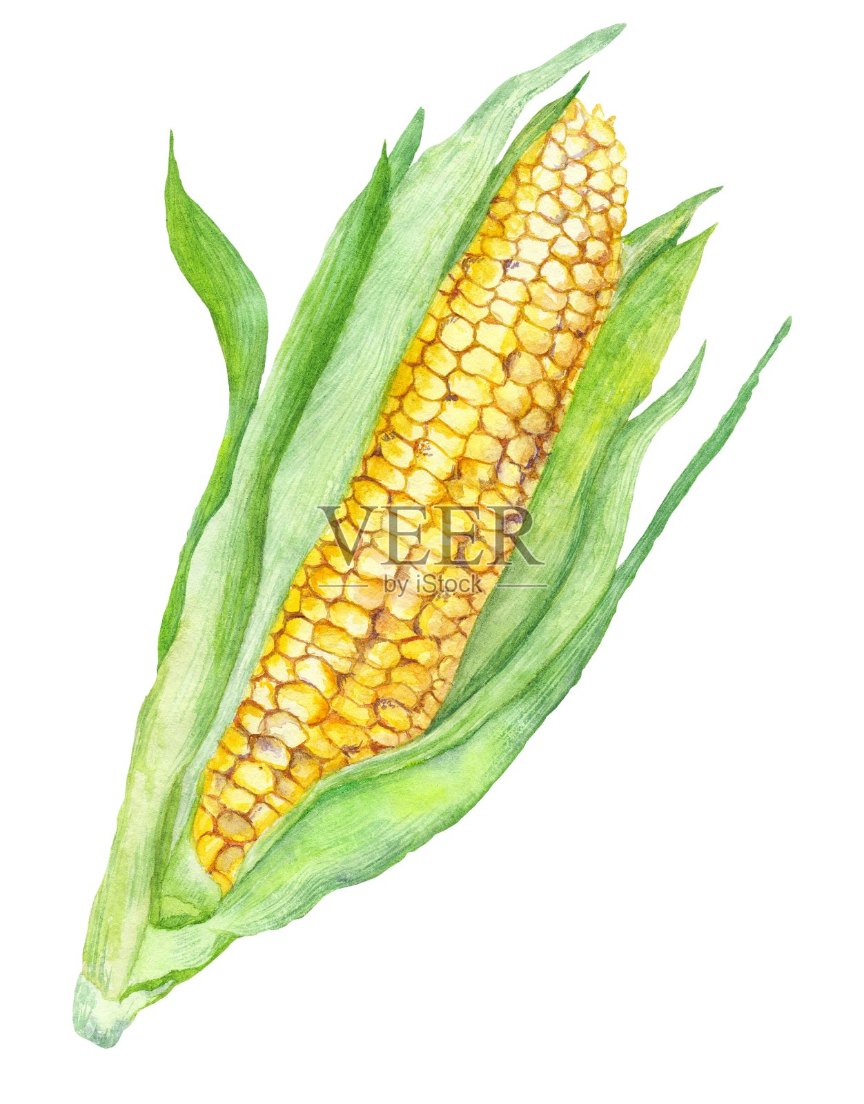 玉米水彩绘画插画图片素材