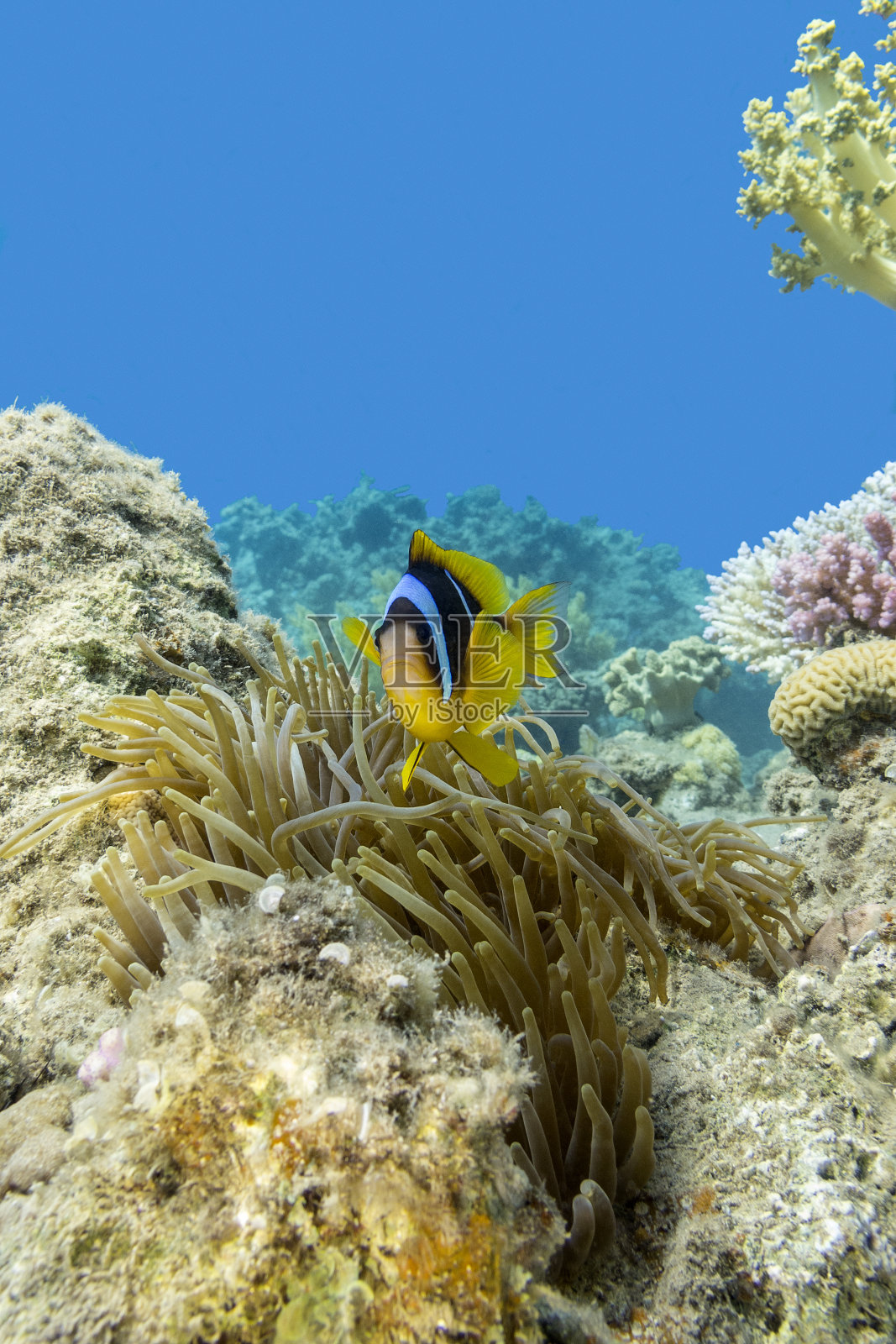 热带海洋水下的小丑鱼和海葵照片摄影图片