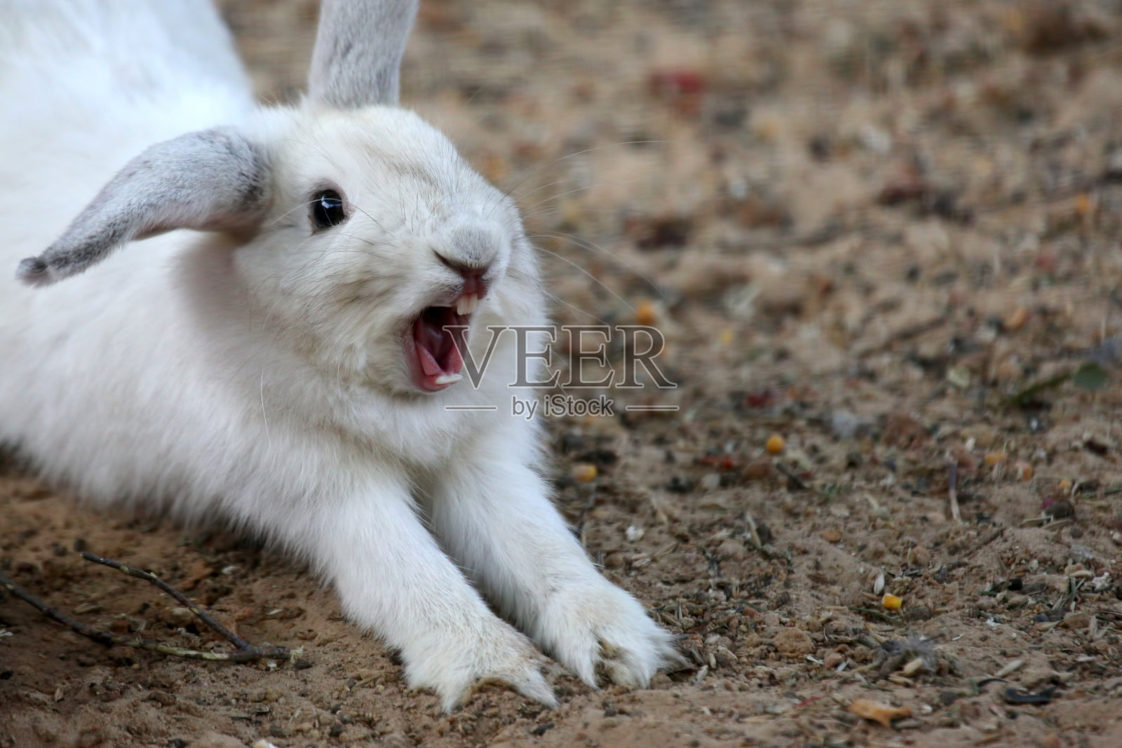 小白兔张着嘴照片摄影图片