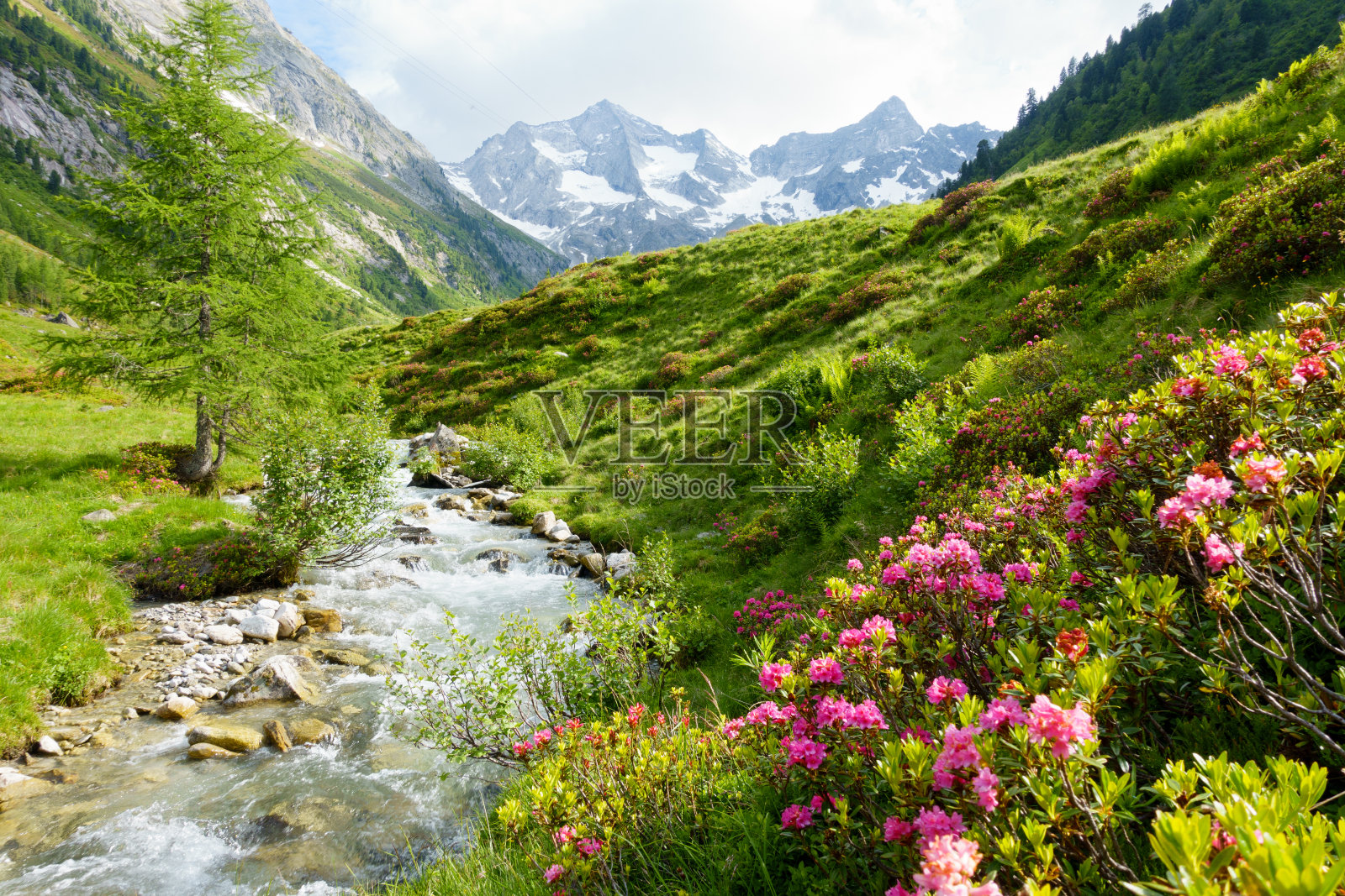阿尔卑斯山有阿尔卑斯的玫瑰山脉照片摄影图片