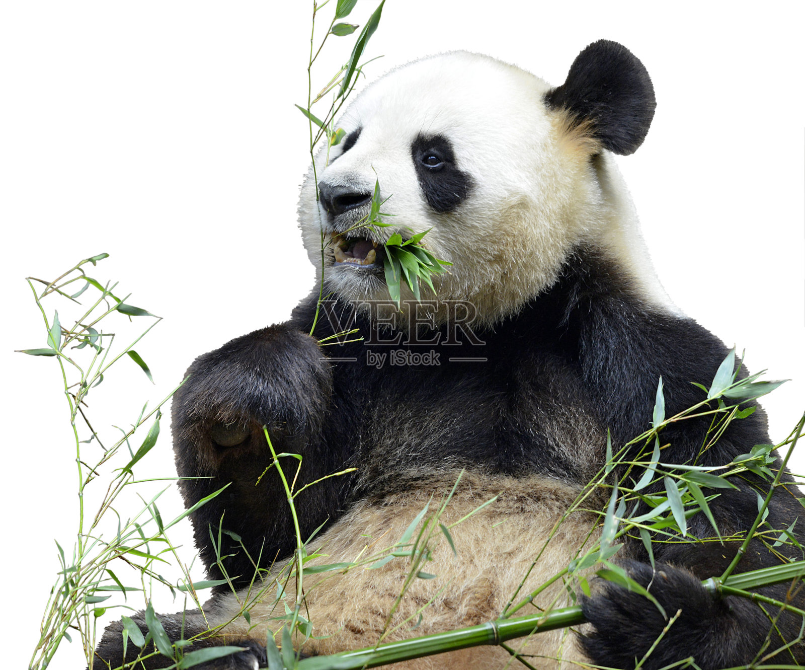 孤立的大熊猫吃竹子照片摄影图片