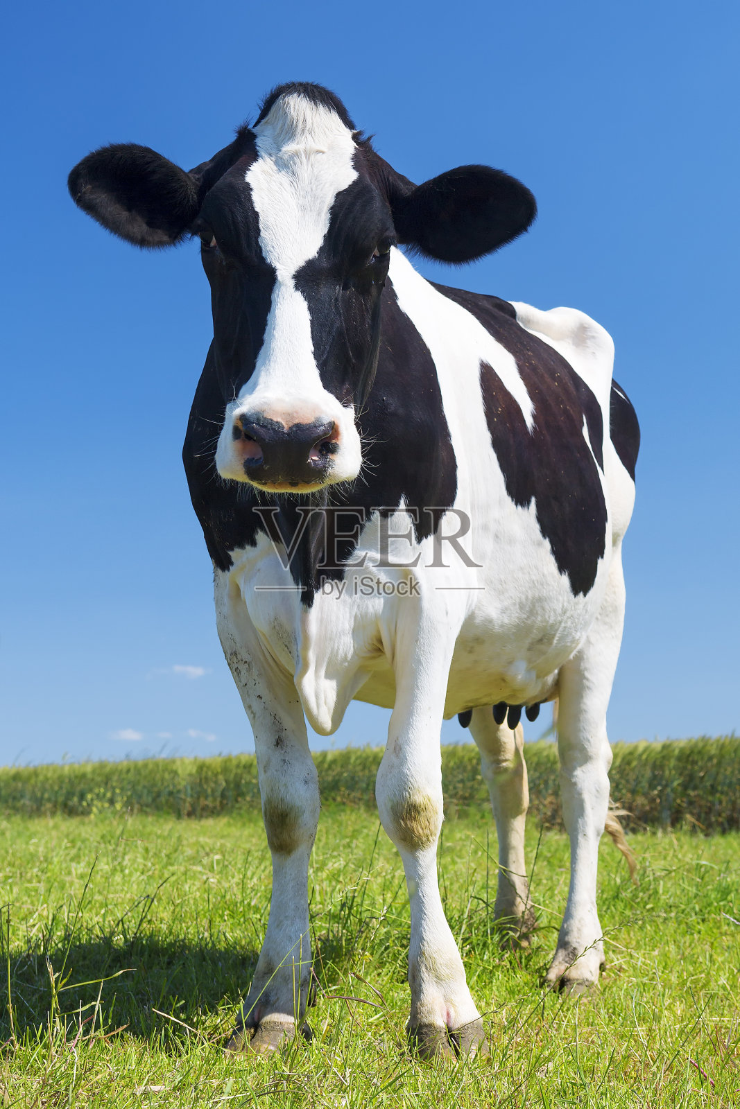 绿色草地上的牛的肖像照片摄影图片